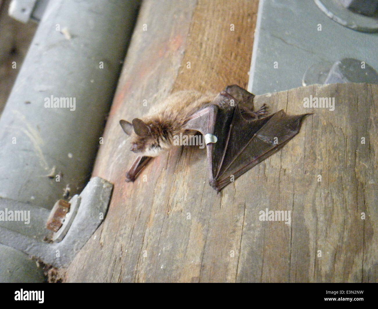 Small Insect Bat A little brown bat is captured just before it takes flight. This ...