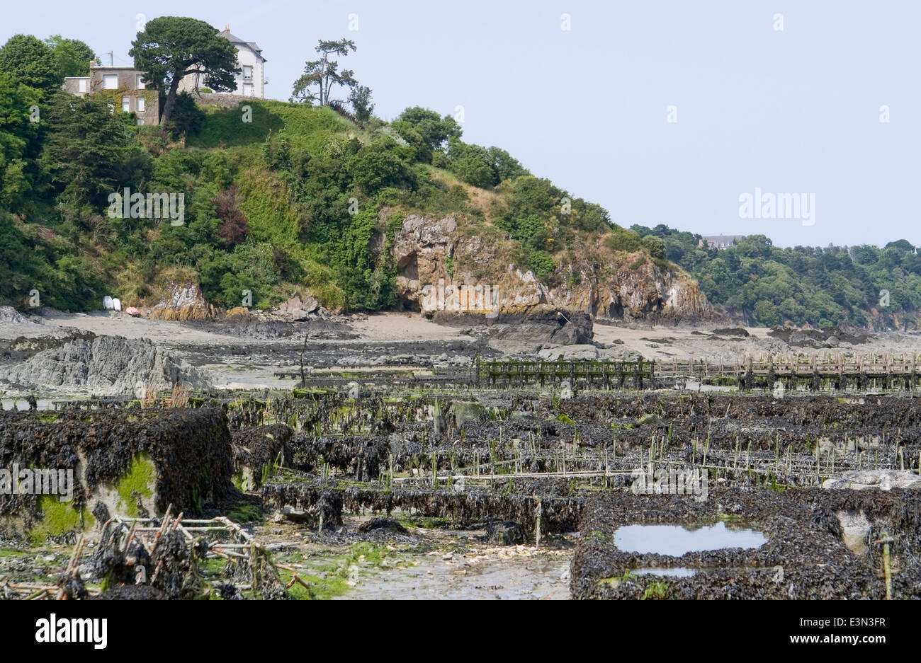 Oyster bed hires stock photography and images Alamy