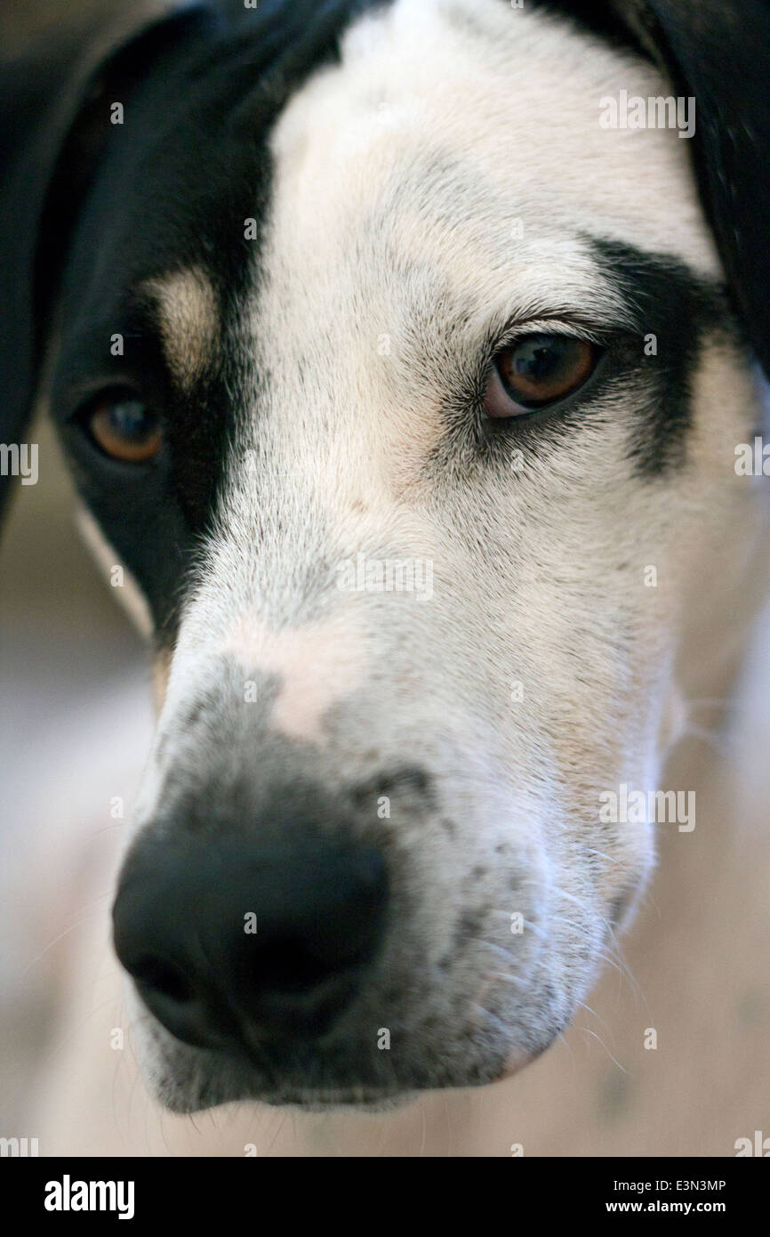 Close-up of a Male Dalmatian/Pointer cross Stock Photo