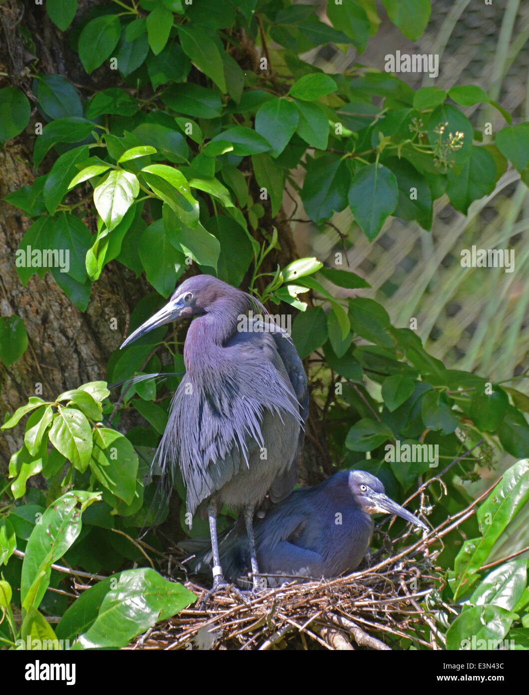 Blue Herons at the nest Stock Photo Alamy