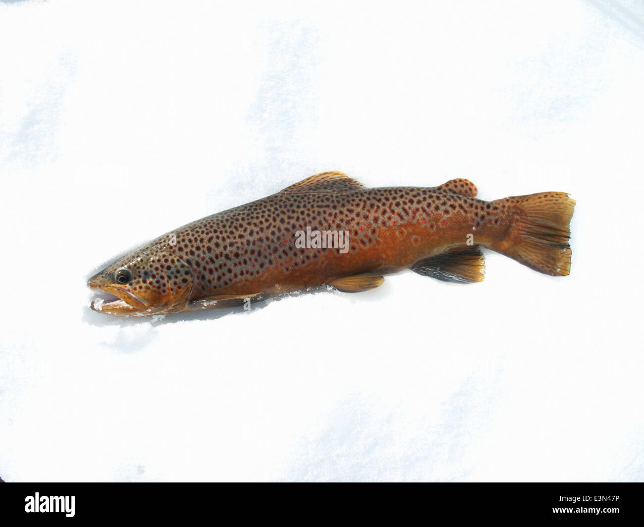 Brown trout caught while fly fishing on the Big Horn River in Montana, USA Stock Photo