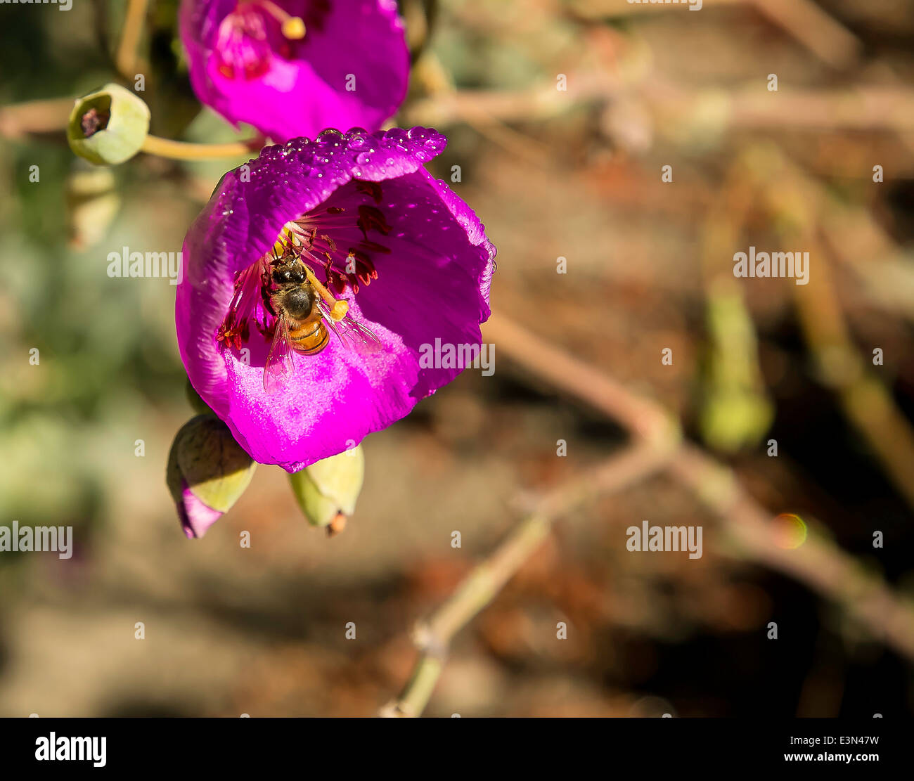 Bee pollinating purple flower hi-res stock photography and images - Alamy