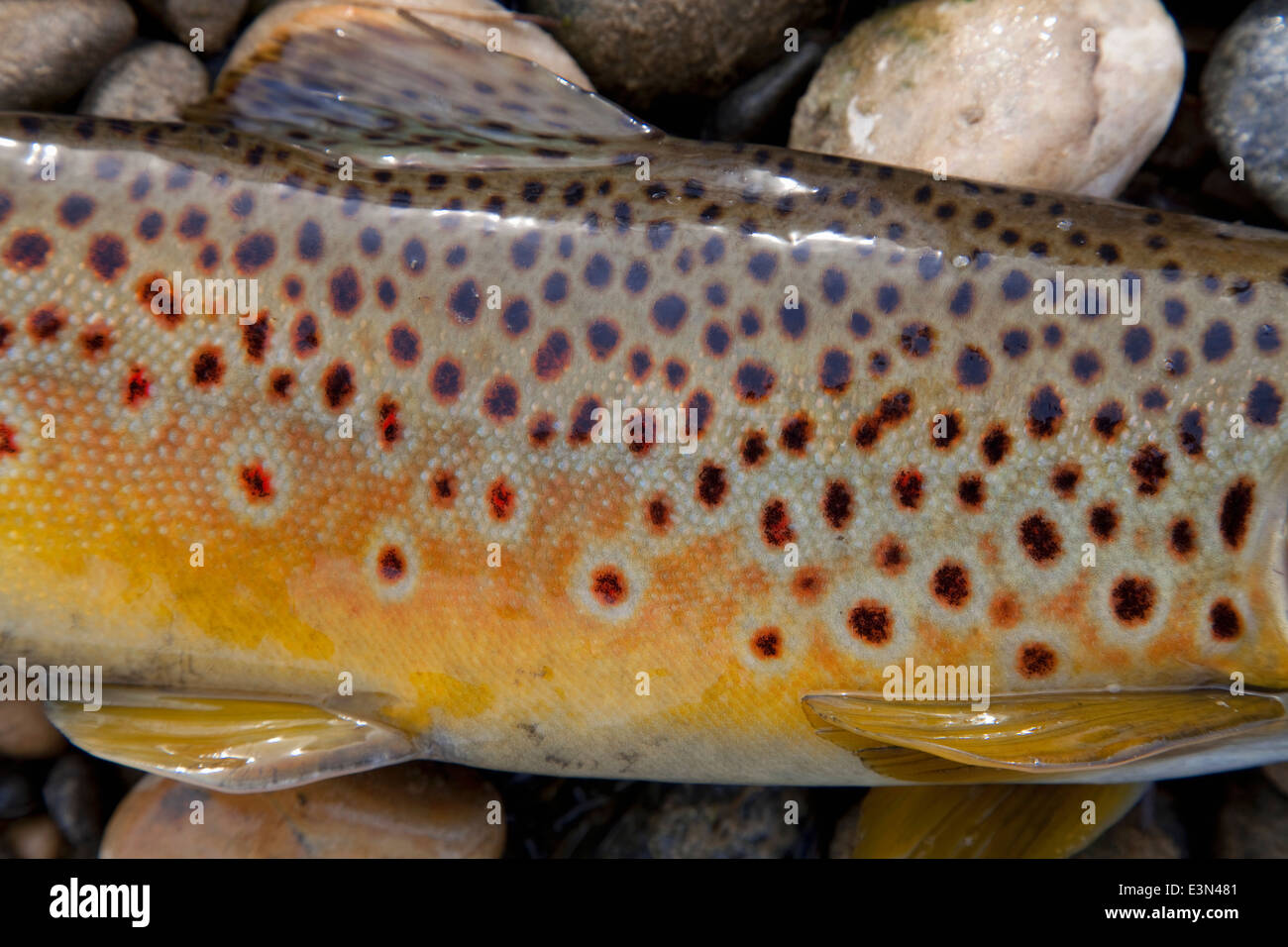 Close-up view of Brown Trout caught while fly fishing on the North Platte River in Wyoming, USA. Stock Photo