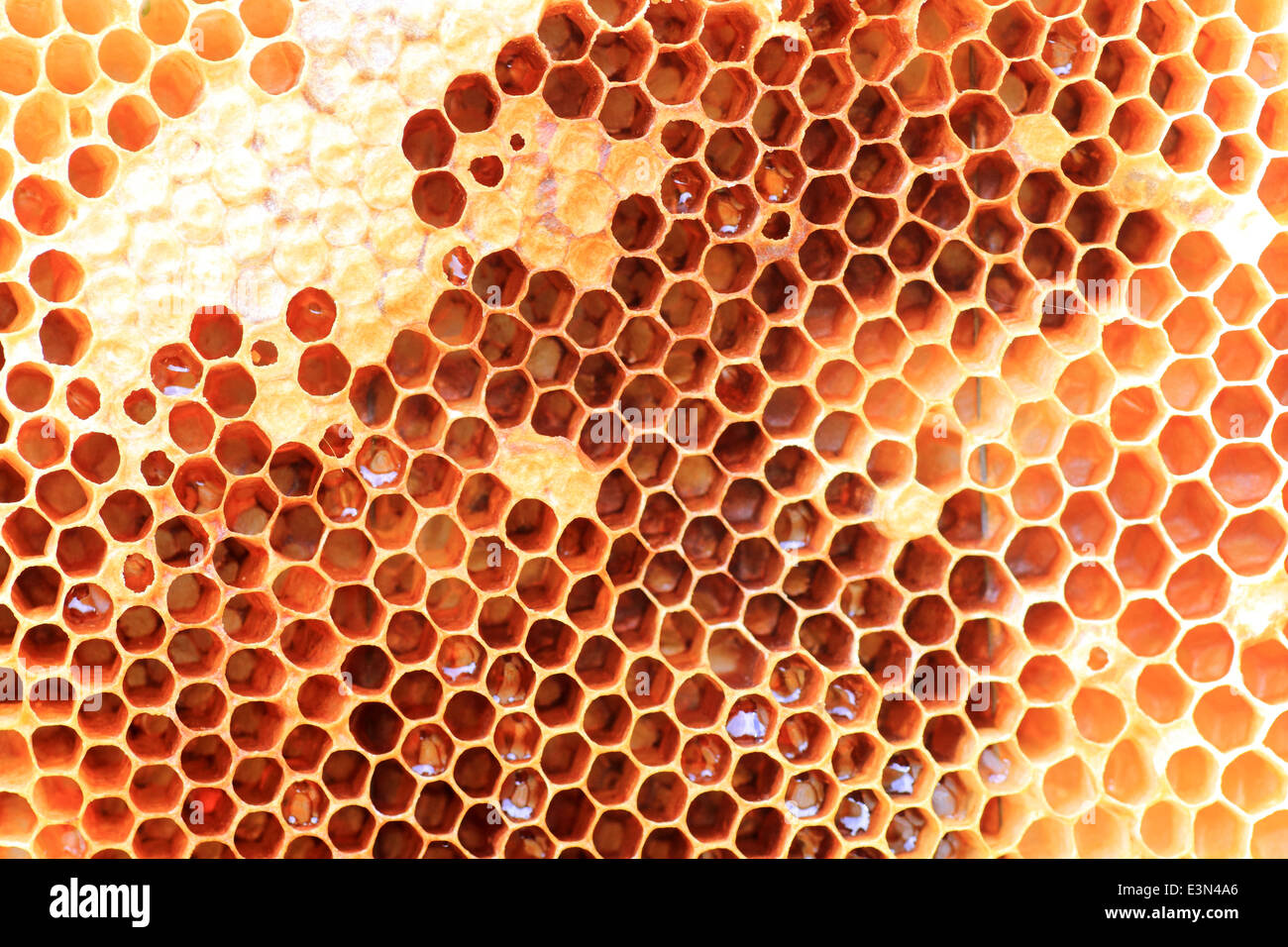 Honey Bee (Apis mellifera) nest in Japan Stock Photo Alamy