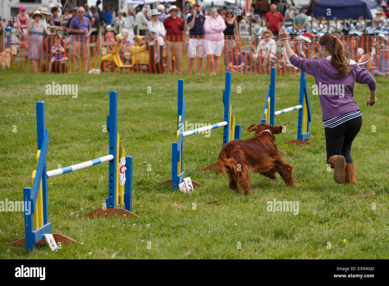 Dog agility display at West Bay, Bridport in Dorset Stock Photo Alamy