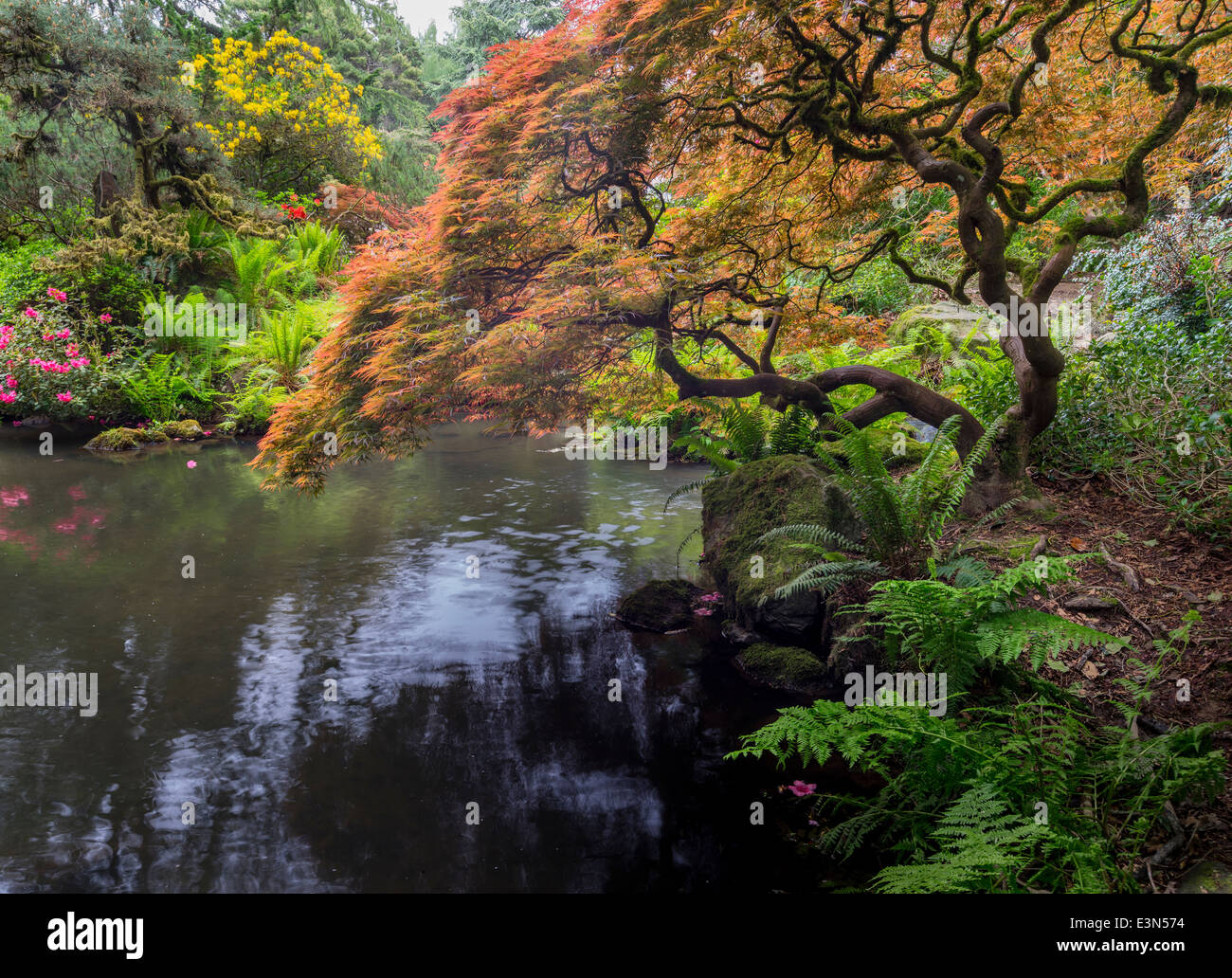seattle wa kubota garden city park structure and spring colors of a japanese maple overhanging mapes creek - Kubota Garden seattle wa kubota garden city park structure and spring colors of a japanese maple overhanging mapes creek - Kubota Garden