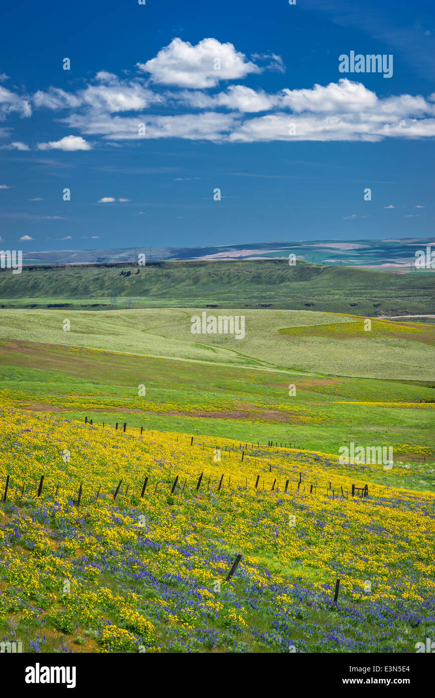 Columbia Hills State Park, Washington: Fence line among the rolling hills of lupine and balsamroot Stock Photo