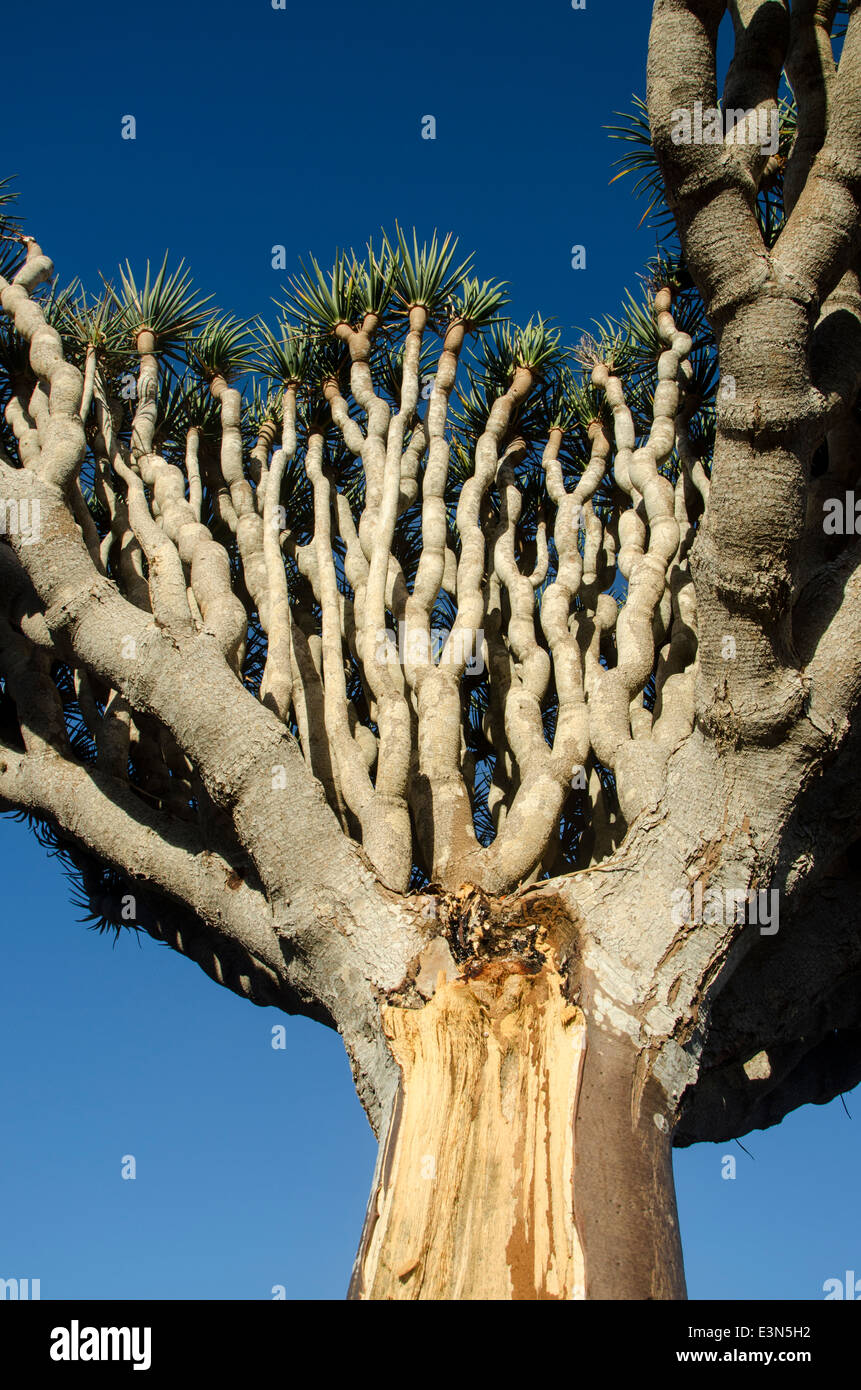Dragon blood tree trunk and branches Stock Photo