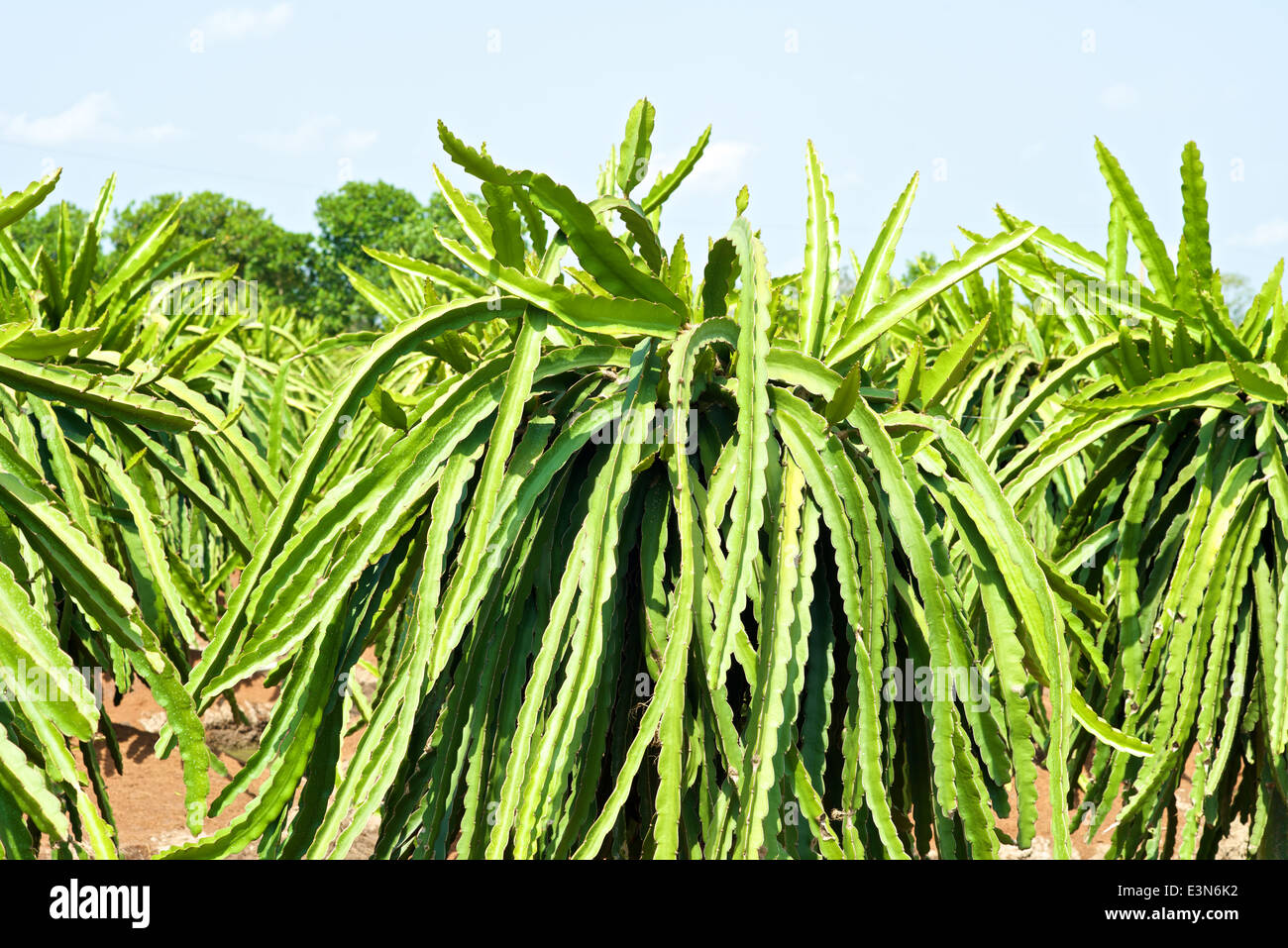 Pitahaya Dragon fruit plantation in Vietnam Stock Photo