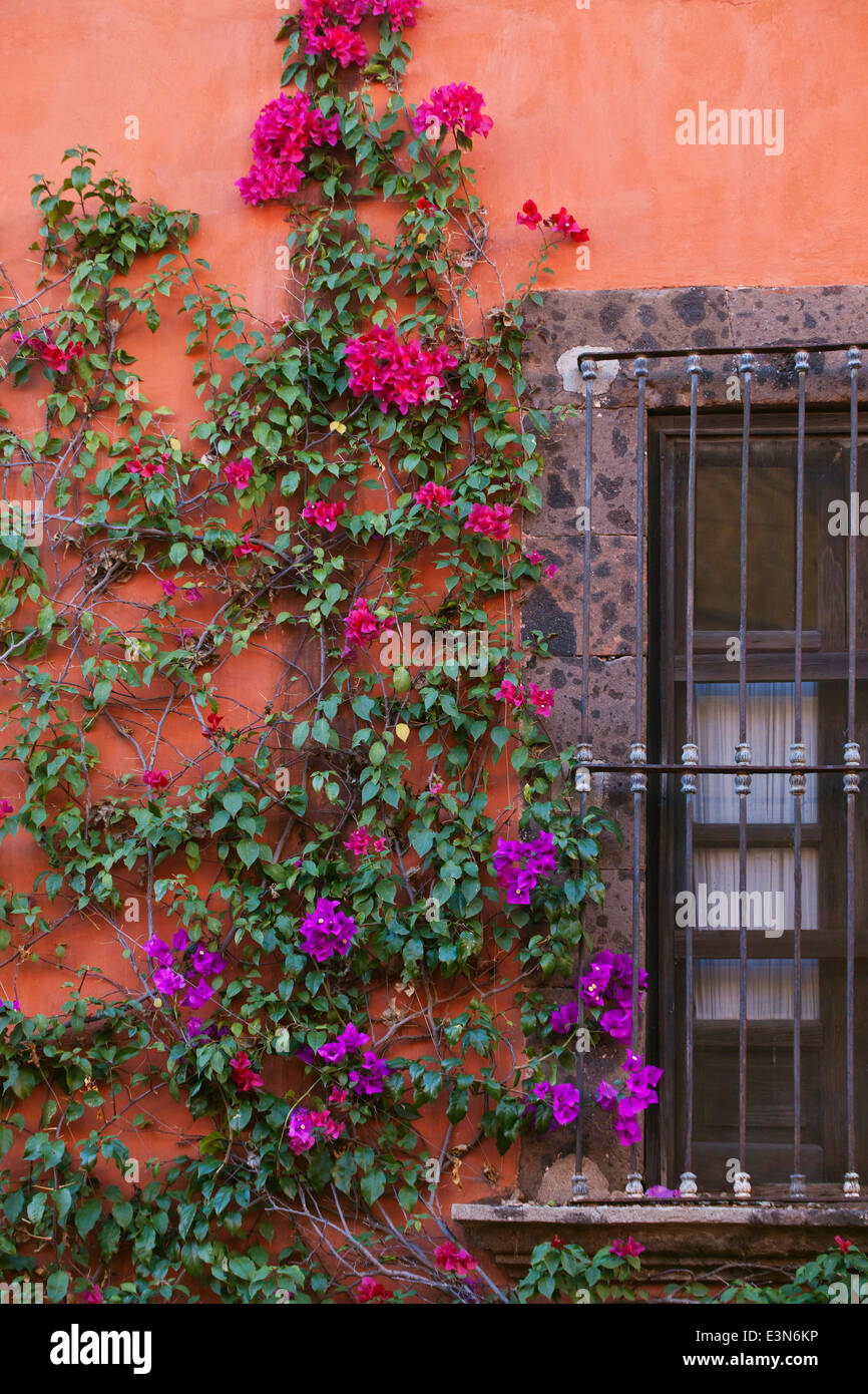 BOUGANVILLEA (Bougainvillea glabra) grows on the colorfulc walls of SAN MIGUEL DE ALLENDE, MEXICO Stock Photo