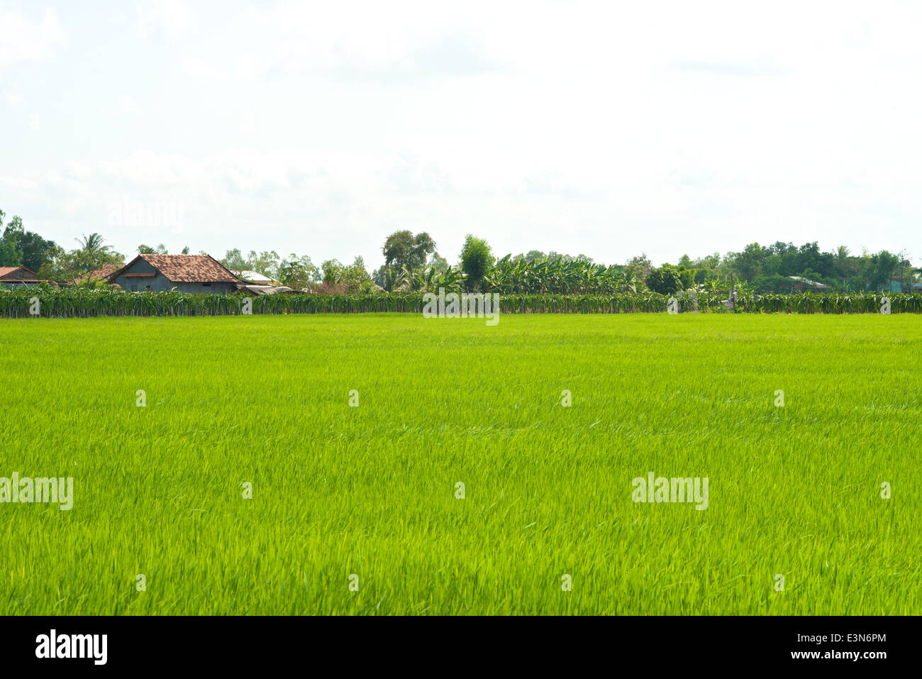 Green country landscape in the farmland in Vietnam Stock Photo Alamy