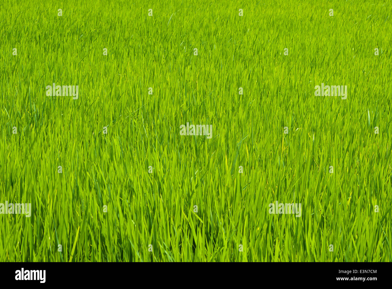Green grass background hi-res stock photography and images - Alamy