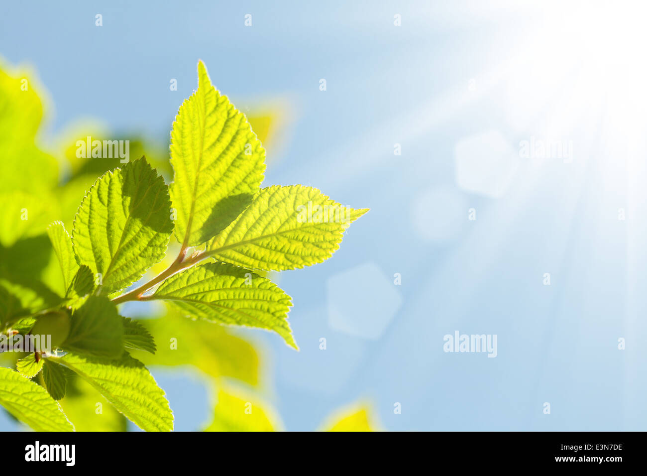 Abstract summer bokeh background with green leaves Stock Photo - Alamy