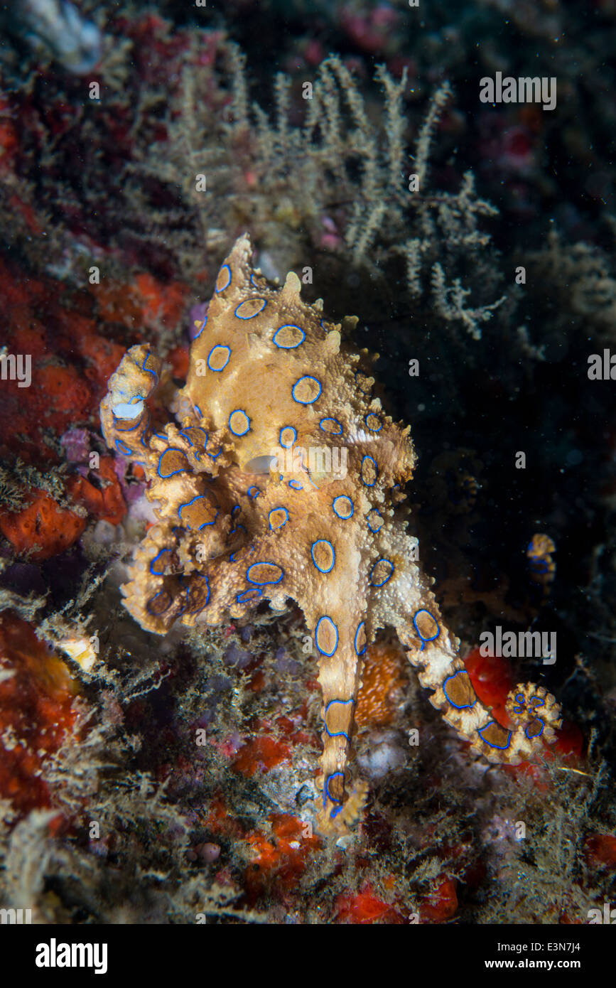 A very poisonous Blue Ring Octopus from Bali, Indonesia Stock Photo Alamy