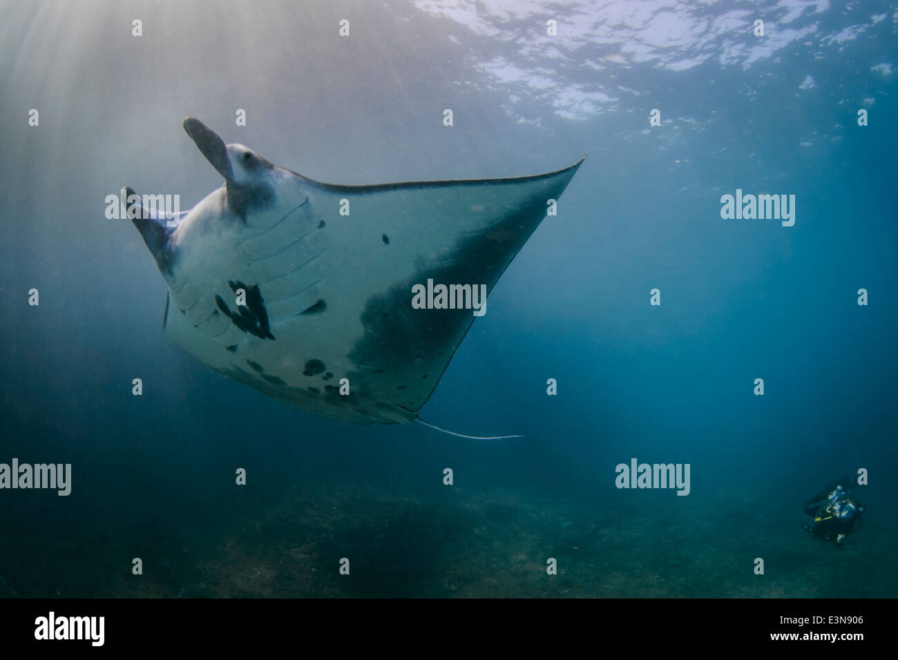 Manta Ray swimming from Manta Point, Bali Stock Photo - Alamy