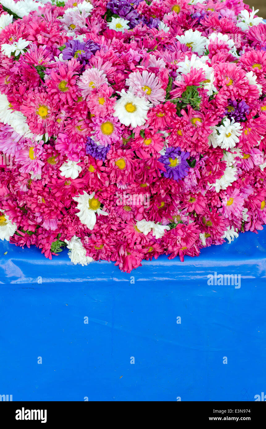aster beautiful flowers in asia market Stock Photo