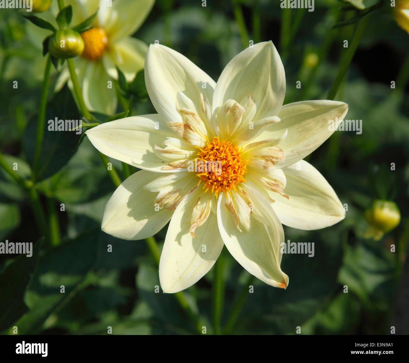 Dahlia 'Pearl of Heemstede' small decorative close up of flower Stock Photo