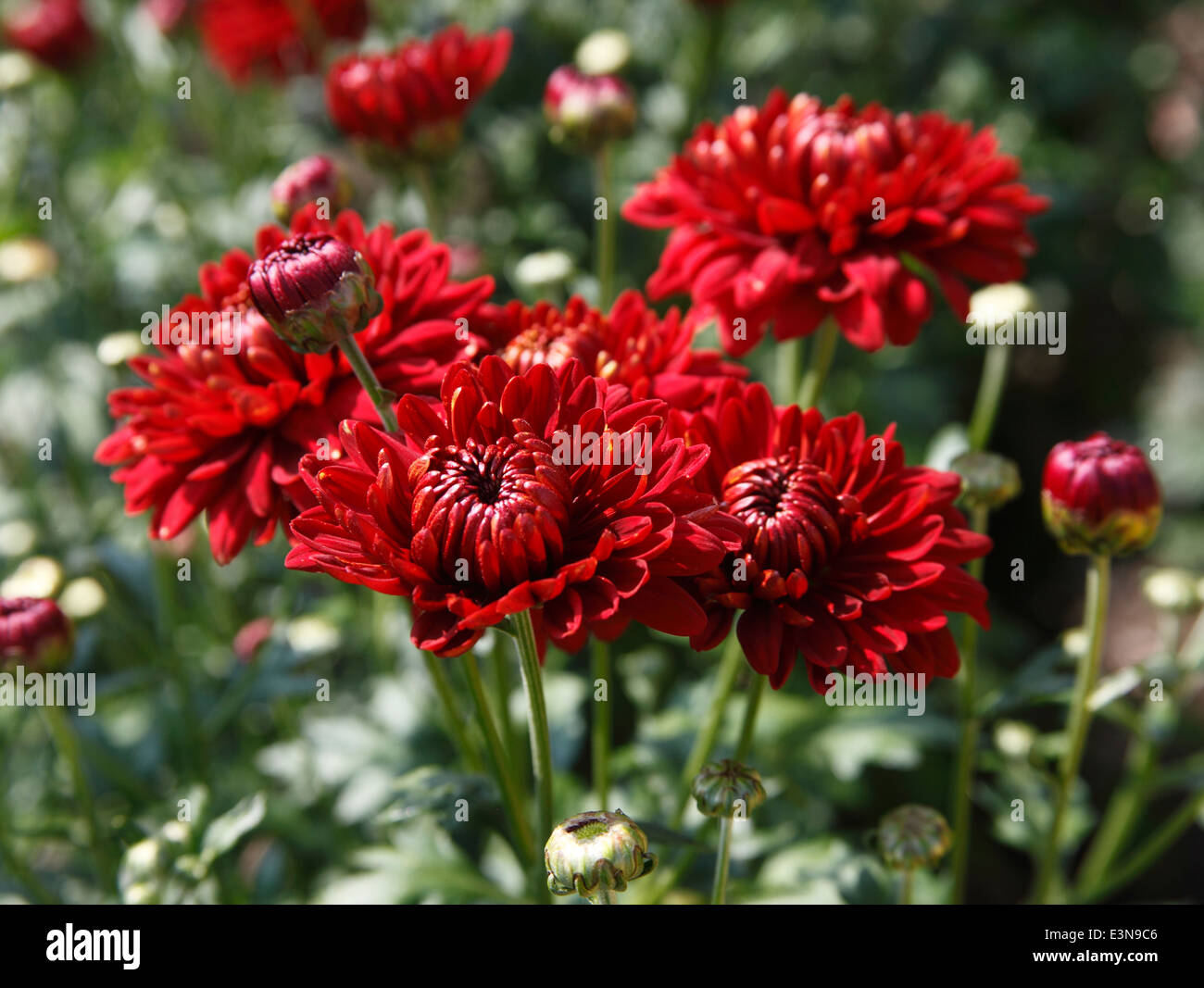 Chrysanthemum 'Myss Rhiana' close up of flower Stock Photo