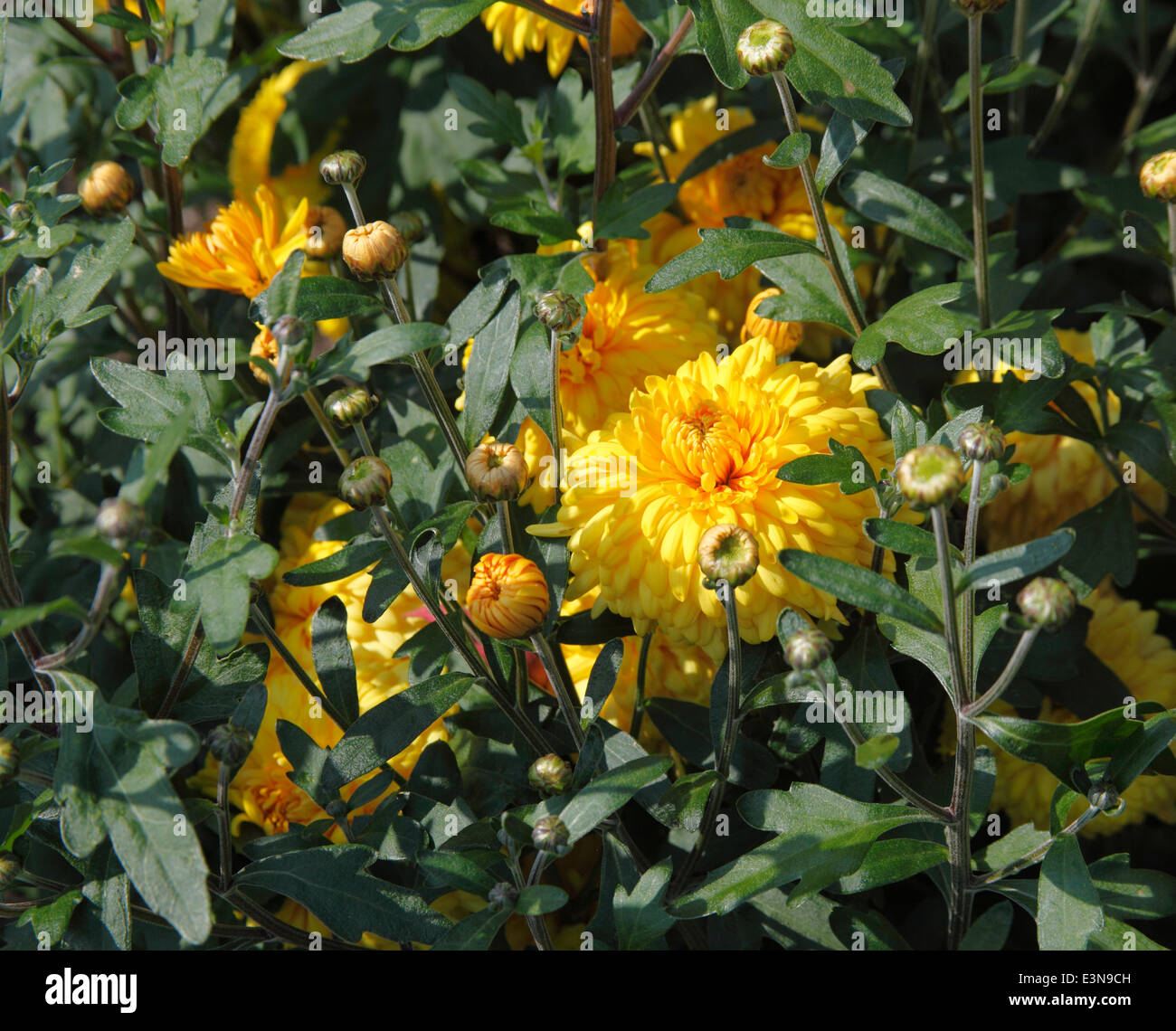 Chrysanthemum 'Myss Carol' plant in flower Stock Photo