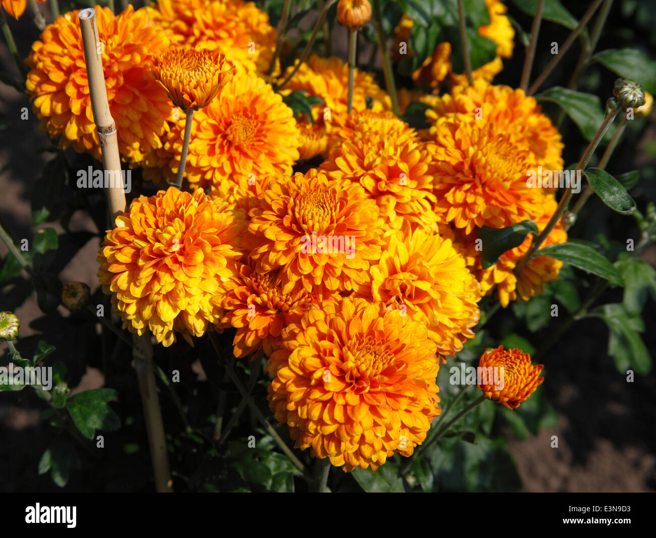 Chrysanthemum 'Pennine Bullion' close up of flowers Stock Photo