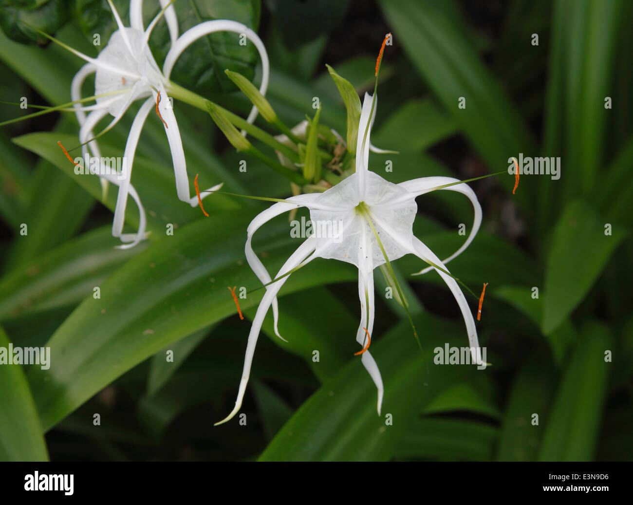 Hymenocallis x macrostephana close up of flower Stock Photo