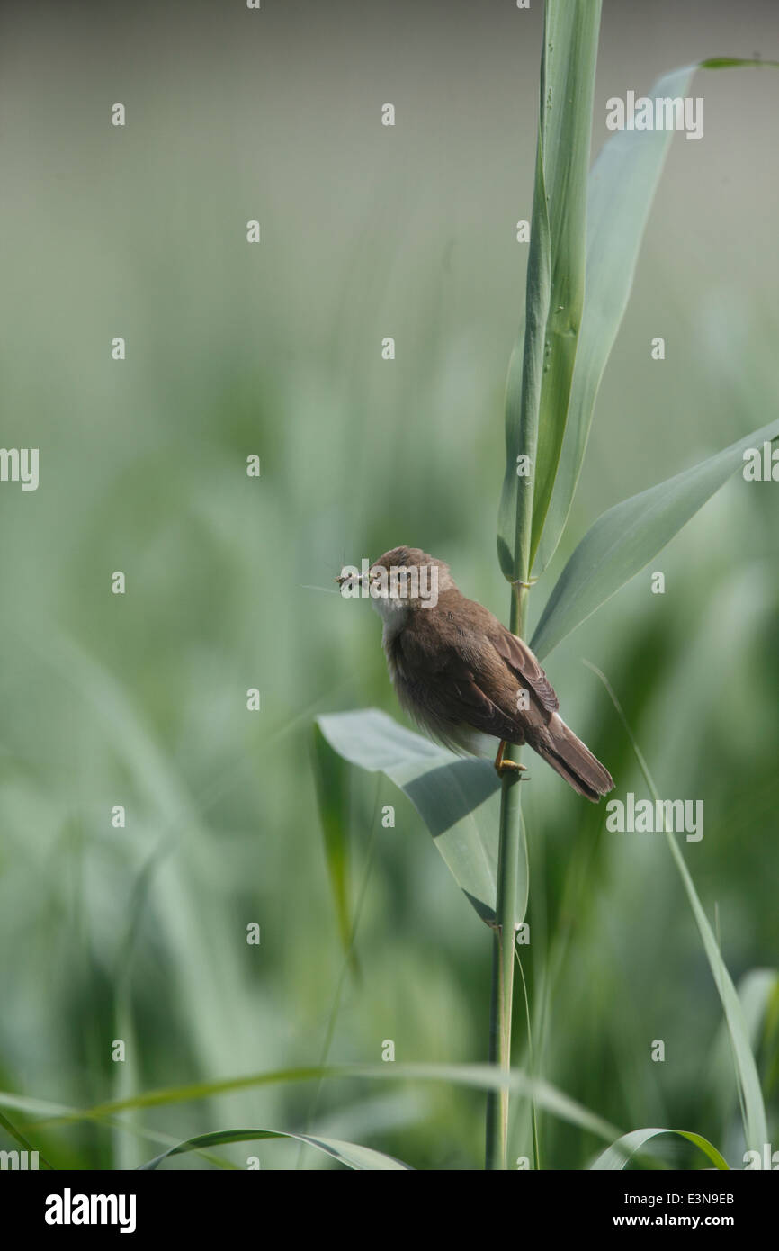 Acrocephalus scirpaceus Reed Warbler perching on reed with beakful of food for young Stock Photo