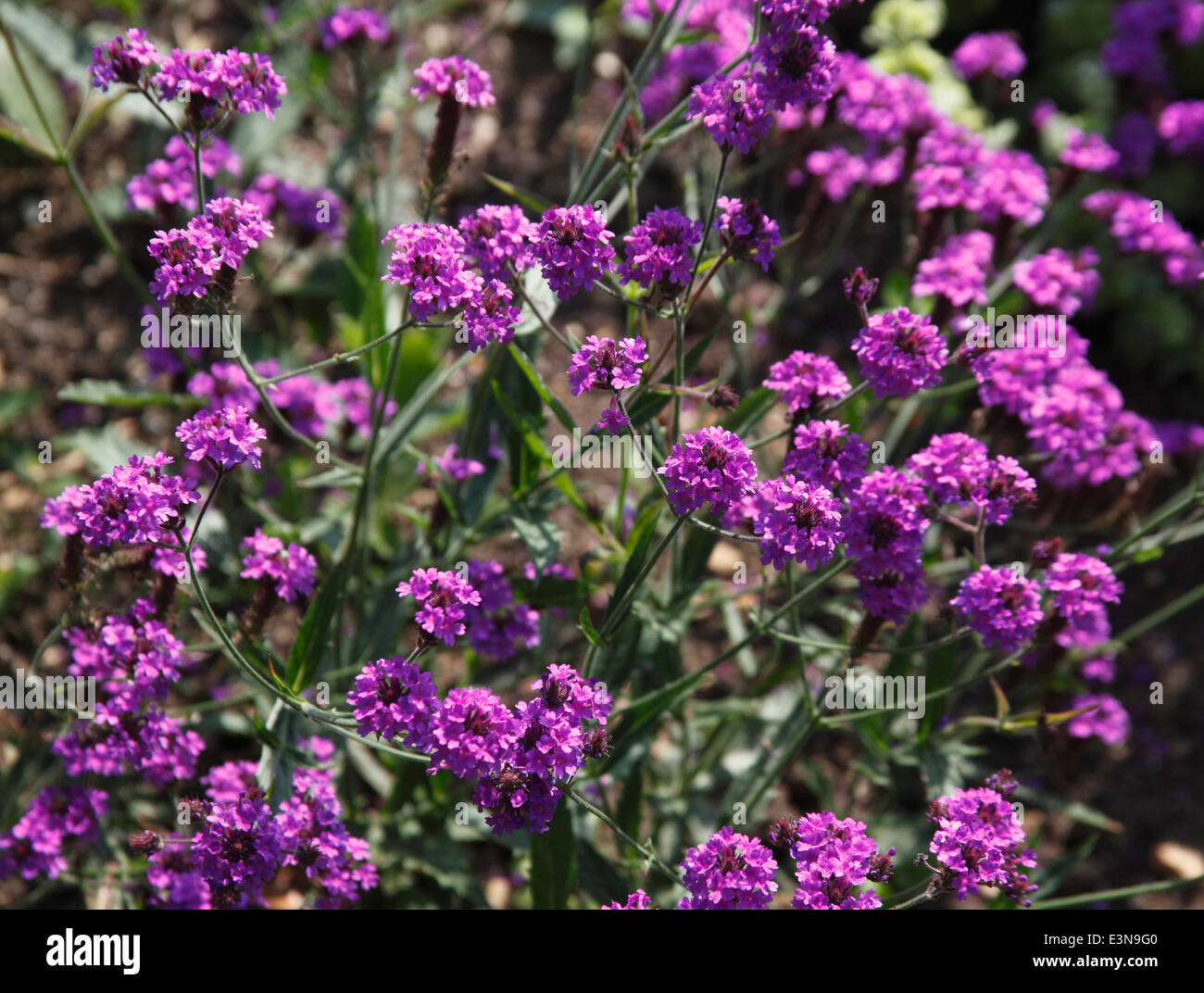 Verbena rigida plant in flower Stock Photo