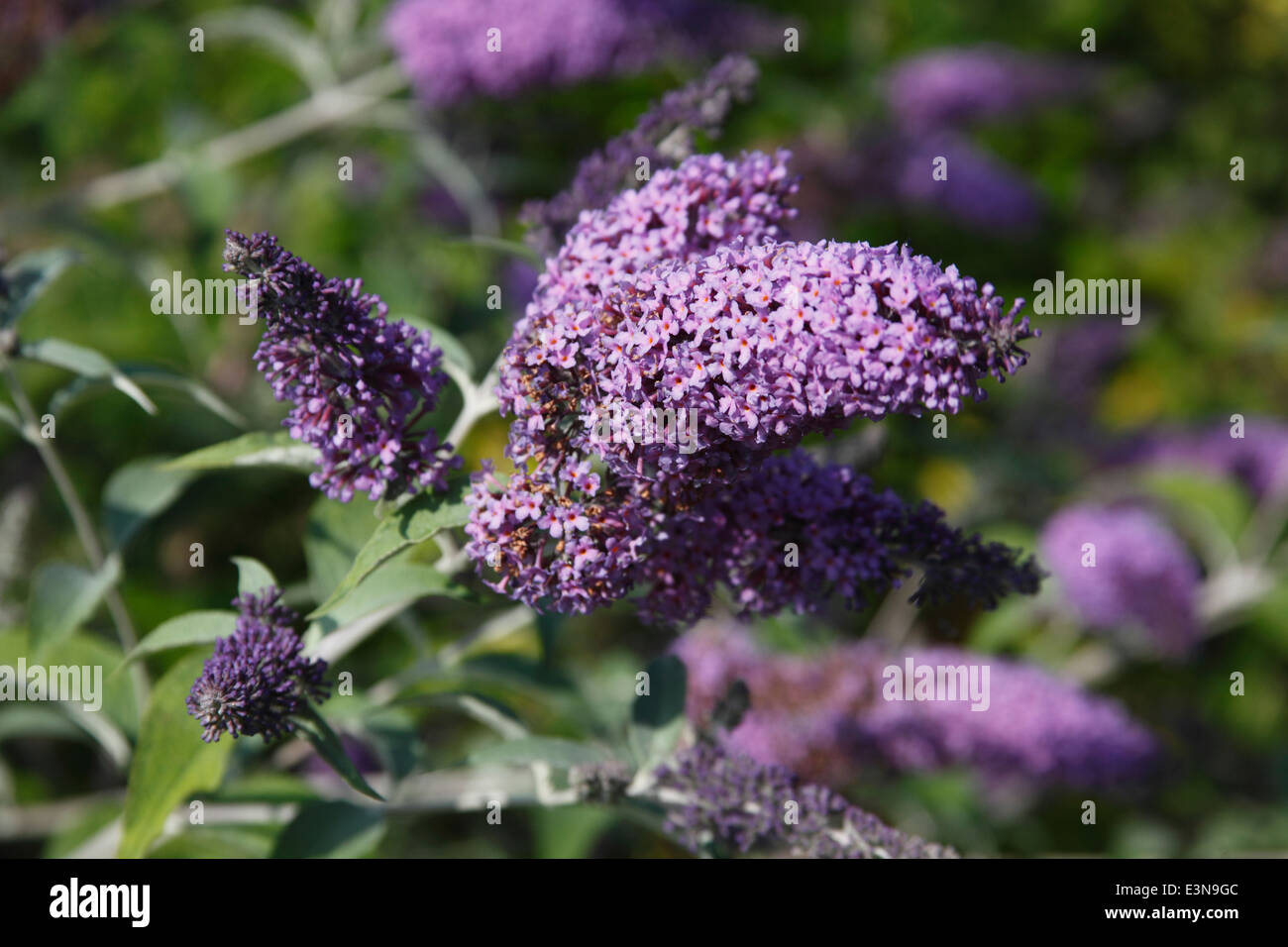 Buddleja fallowiana 'Lochinch' close up of flower Stock Photo