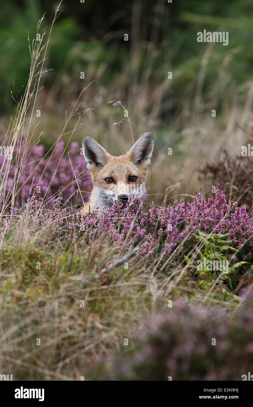 Vulpes Vulpes Red fox sitting in flowering heather front view Stock Photo