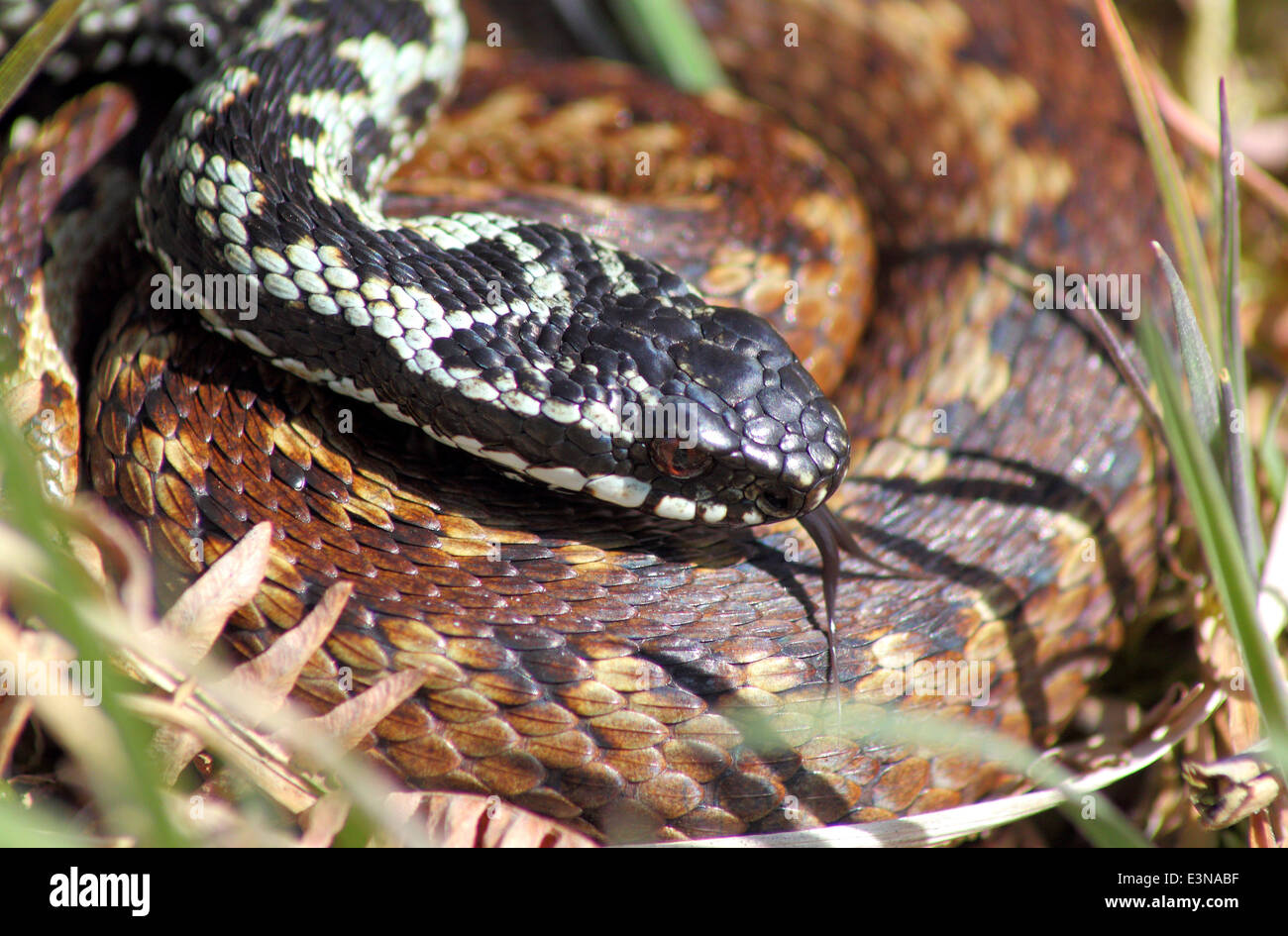 A male adder (in blue colour phase) and female adder display courtship behaviour, Peak District Derbyshire England UK - spring Stock Photo