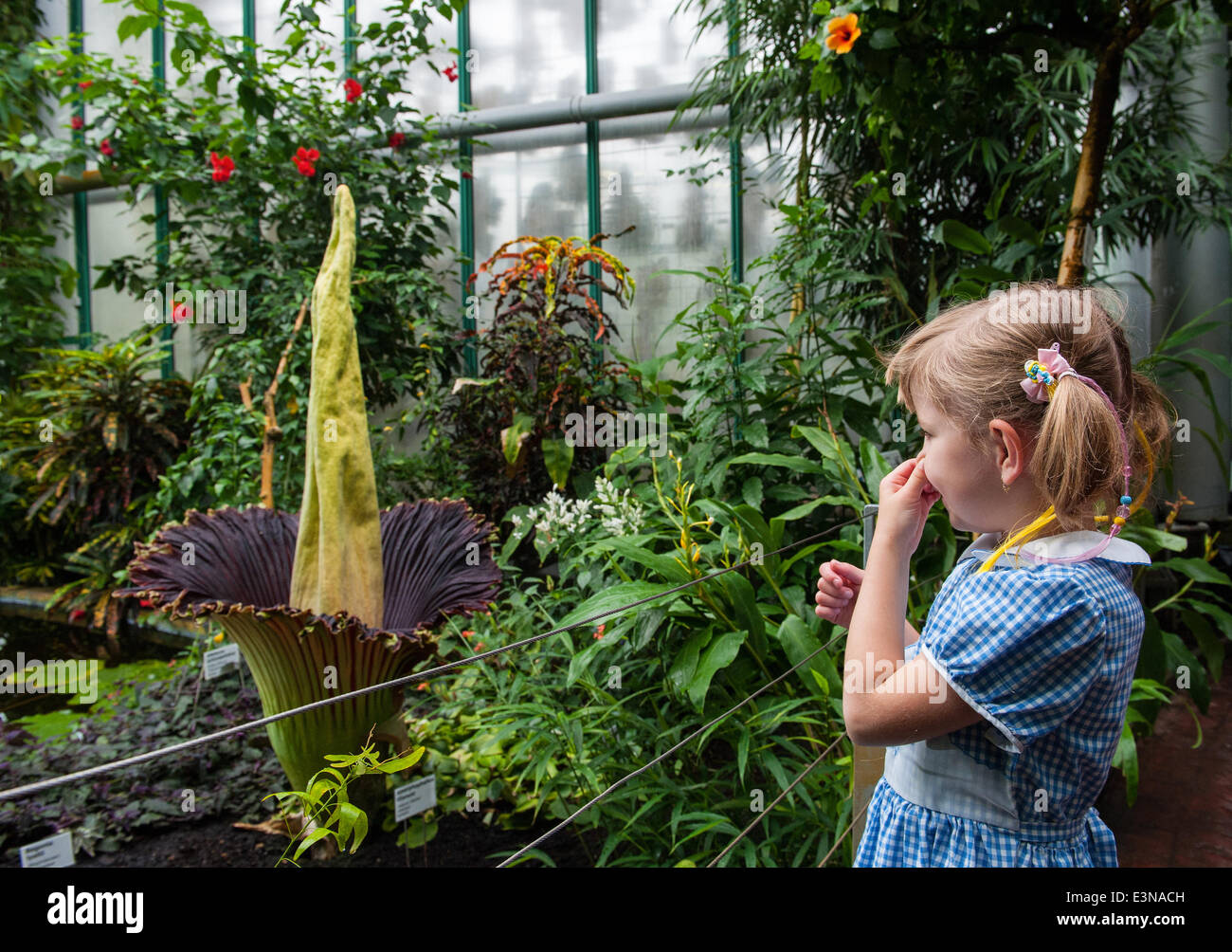 A titan arum (Amorphophallus titanum) came to bloom in Botanic garden in Liberec, Czech Republic on June 25, 2014. There are only few blooming plants of this species in the world. (CTK Photo/Radek Petrasek) Stock Photo