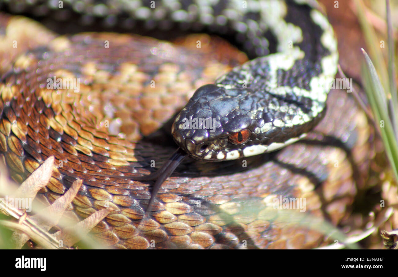 A male adder (in blue colour phase) and female adder display courtship behaviour, Peak District Derbyshire England UK - spring Stock Photo