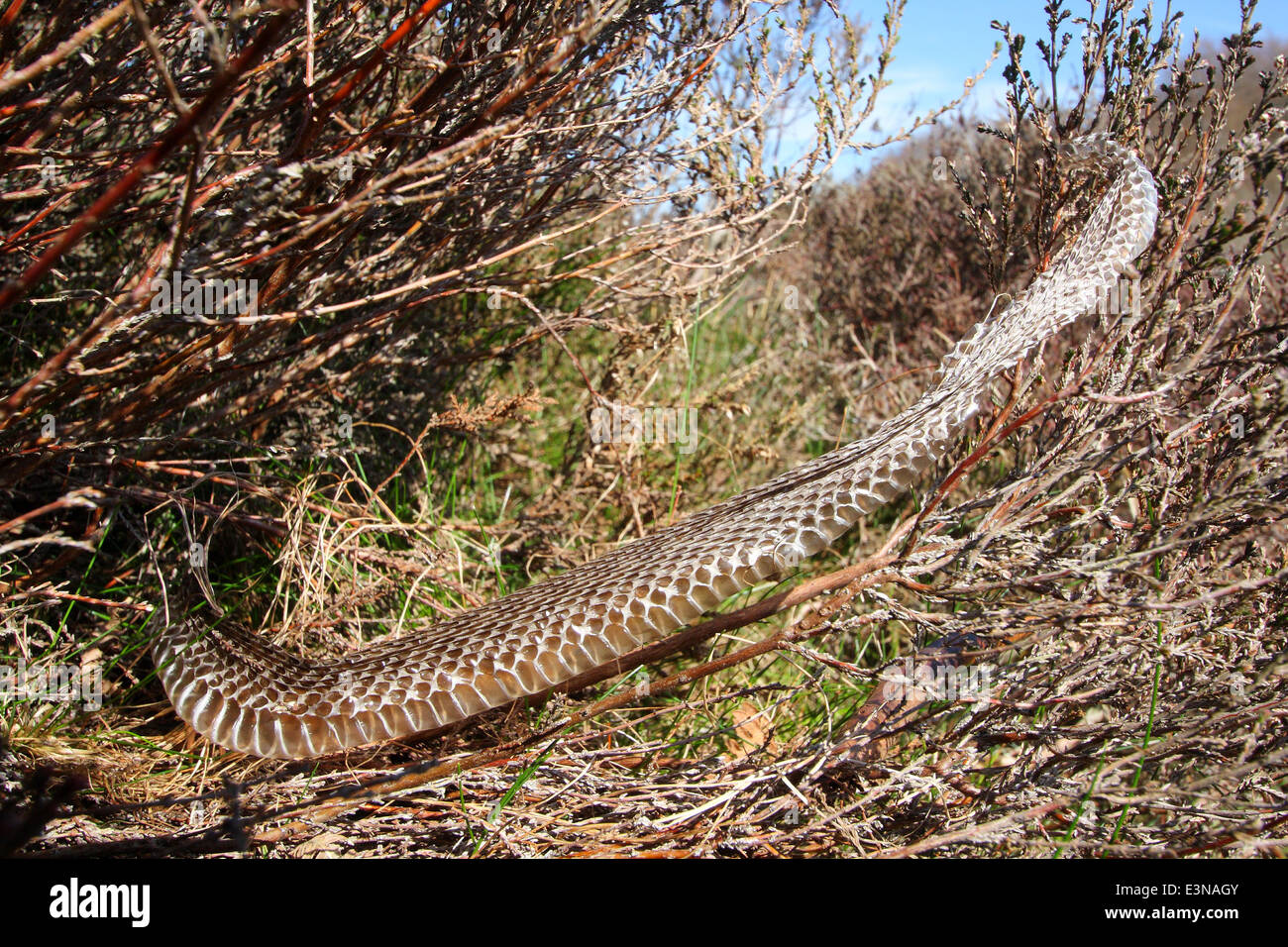 Shed skin of a Common European Adder (vipera berus) on moorland in the Peak District National Park, Derbyshire, England, UK Stock Photo