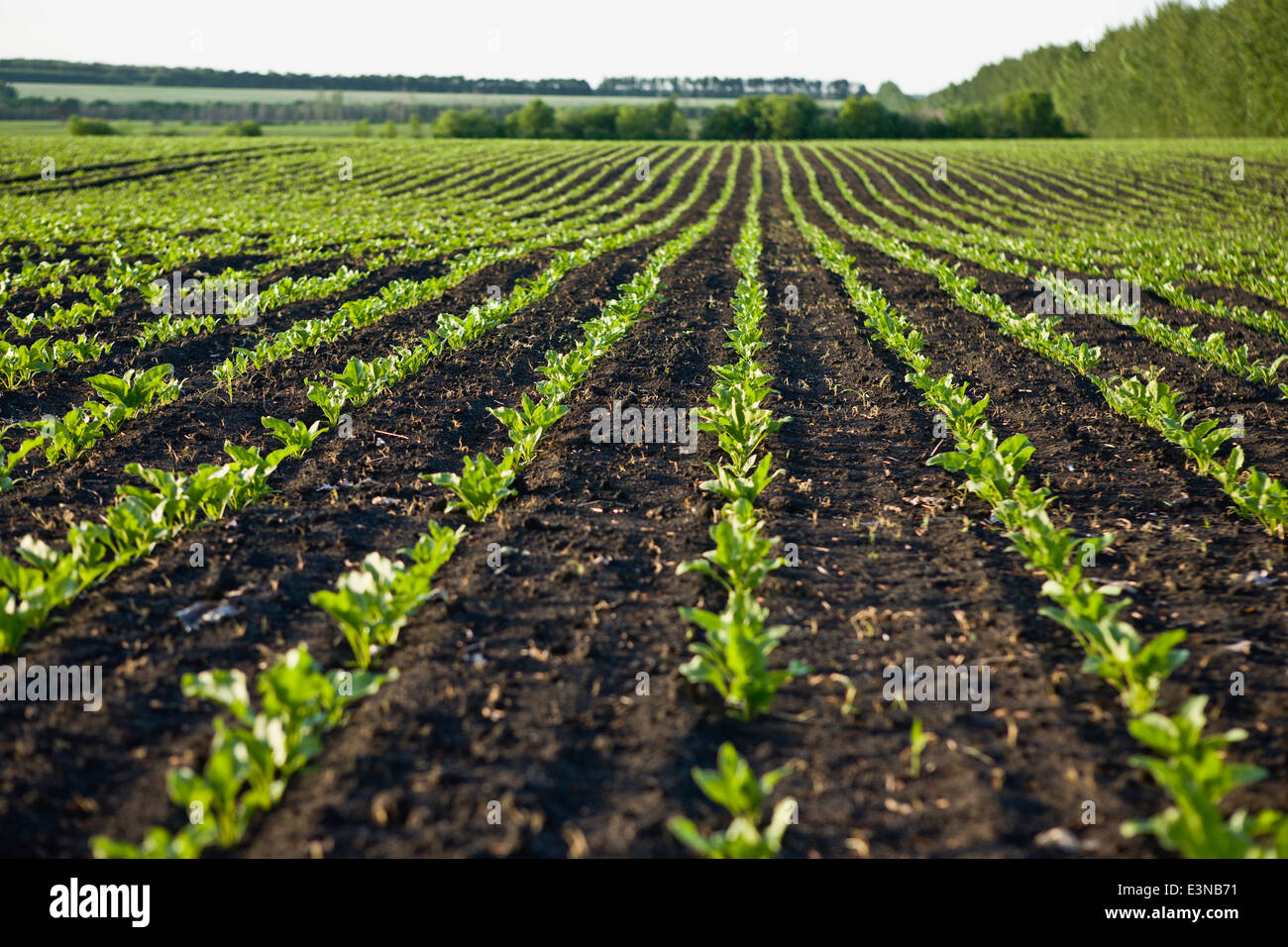 Rows of new crops growing in a field Stock Photo