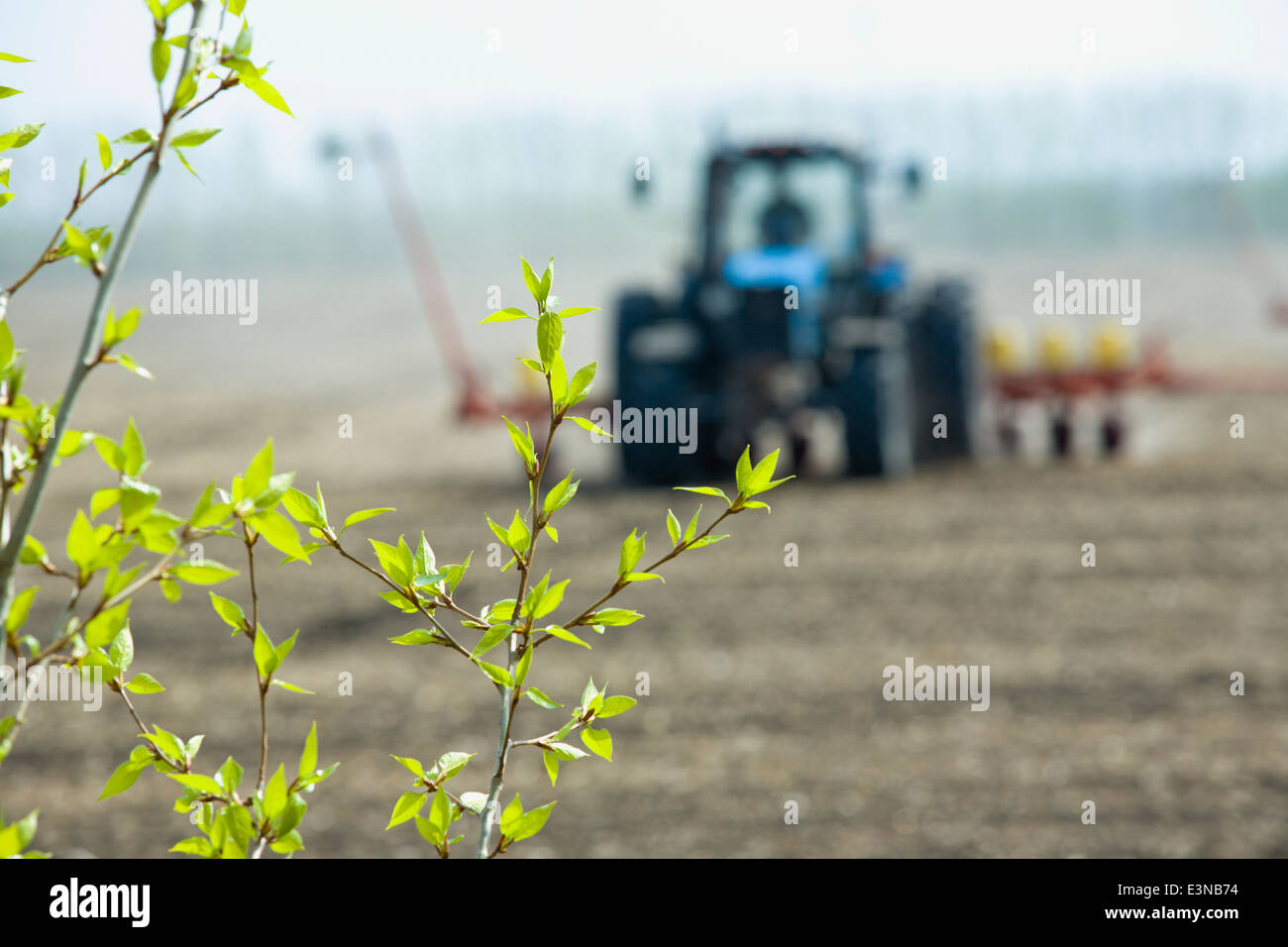 Harvisting Field Close-up of plant and in background combine harvester harvesting field ...