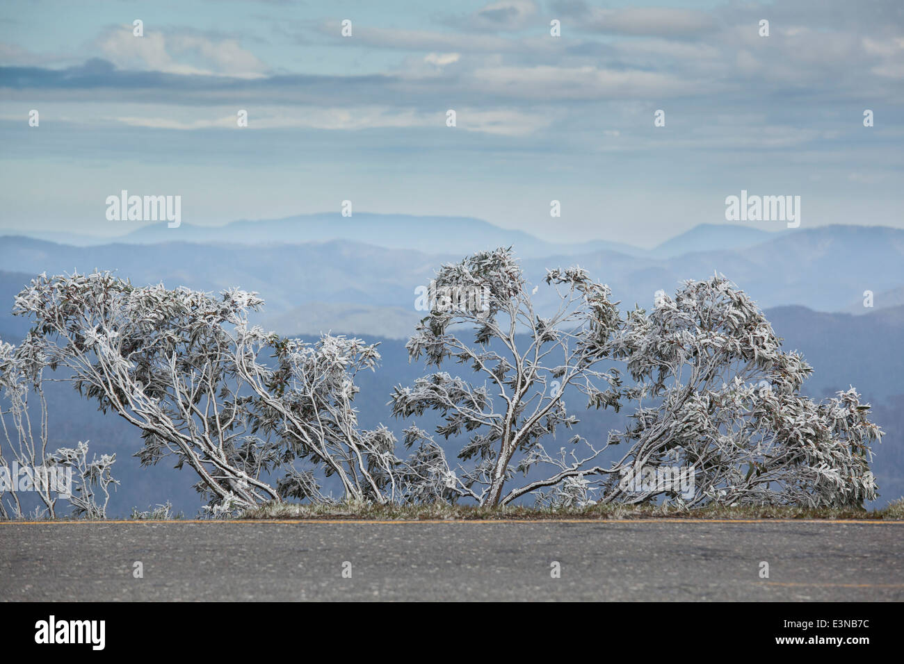 View of trees covered with snow, mountains in background, Mt Hotham, Victoria, Australia Stock Photo