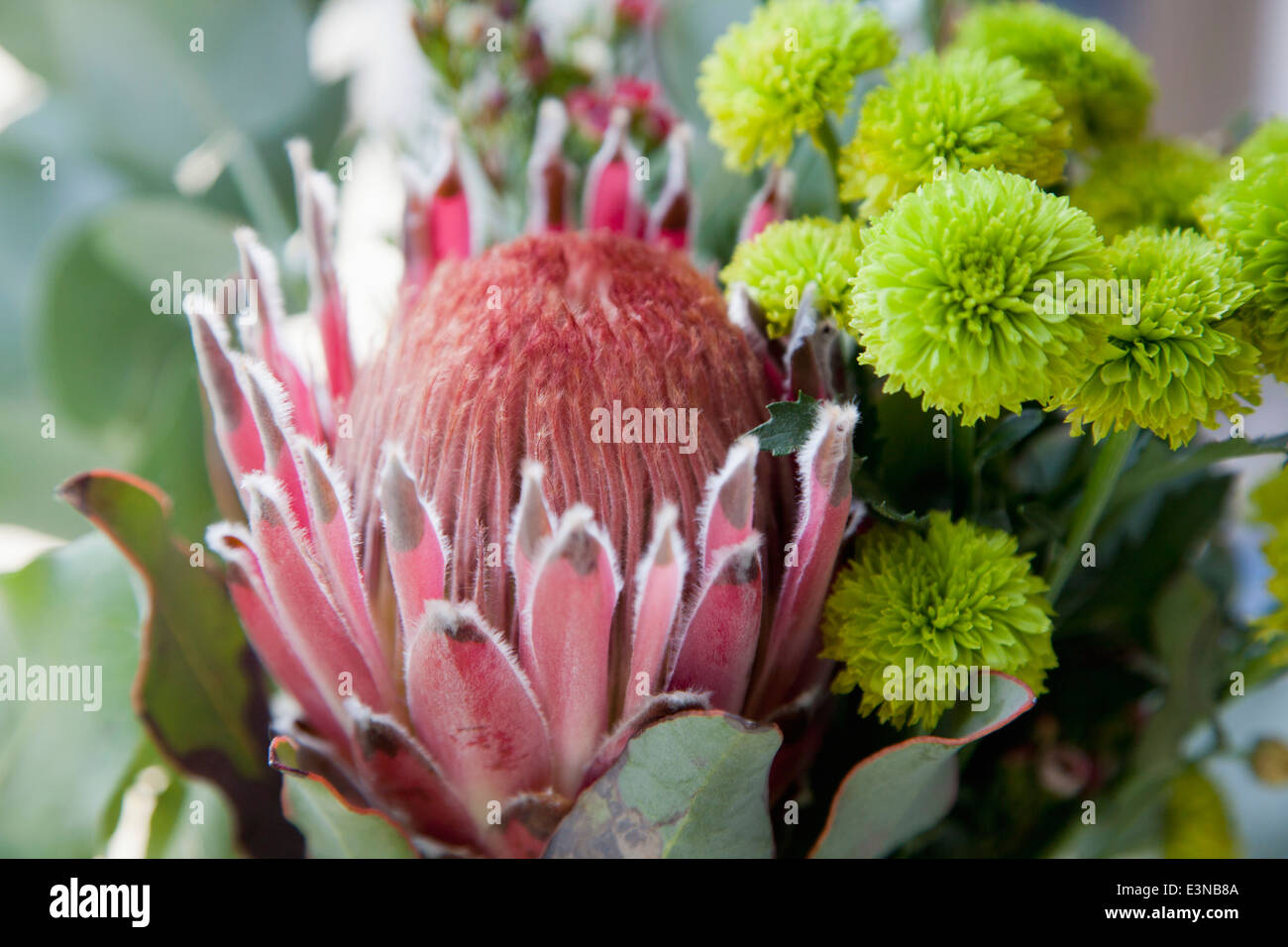 Close-up of fresh flowers Stock Photo
