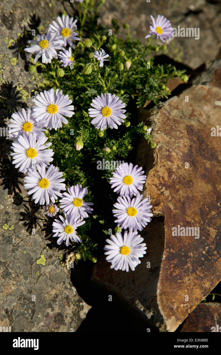 High angle view of flowers growing in rock Stock Photo - Alamy