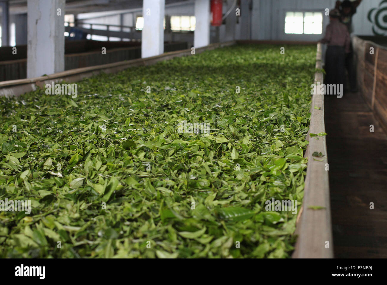 Tea leaves drying in factory Stock Photo Alamy