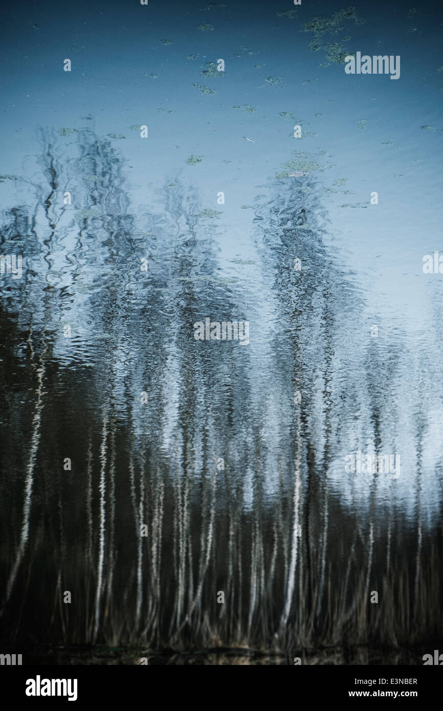 Reflection of trees on tranquil lake Stock Photo - Alamy