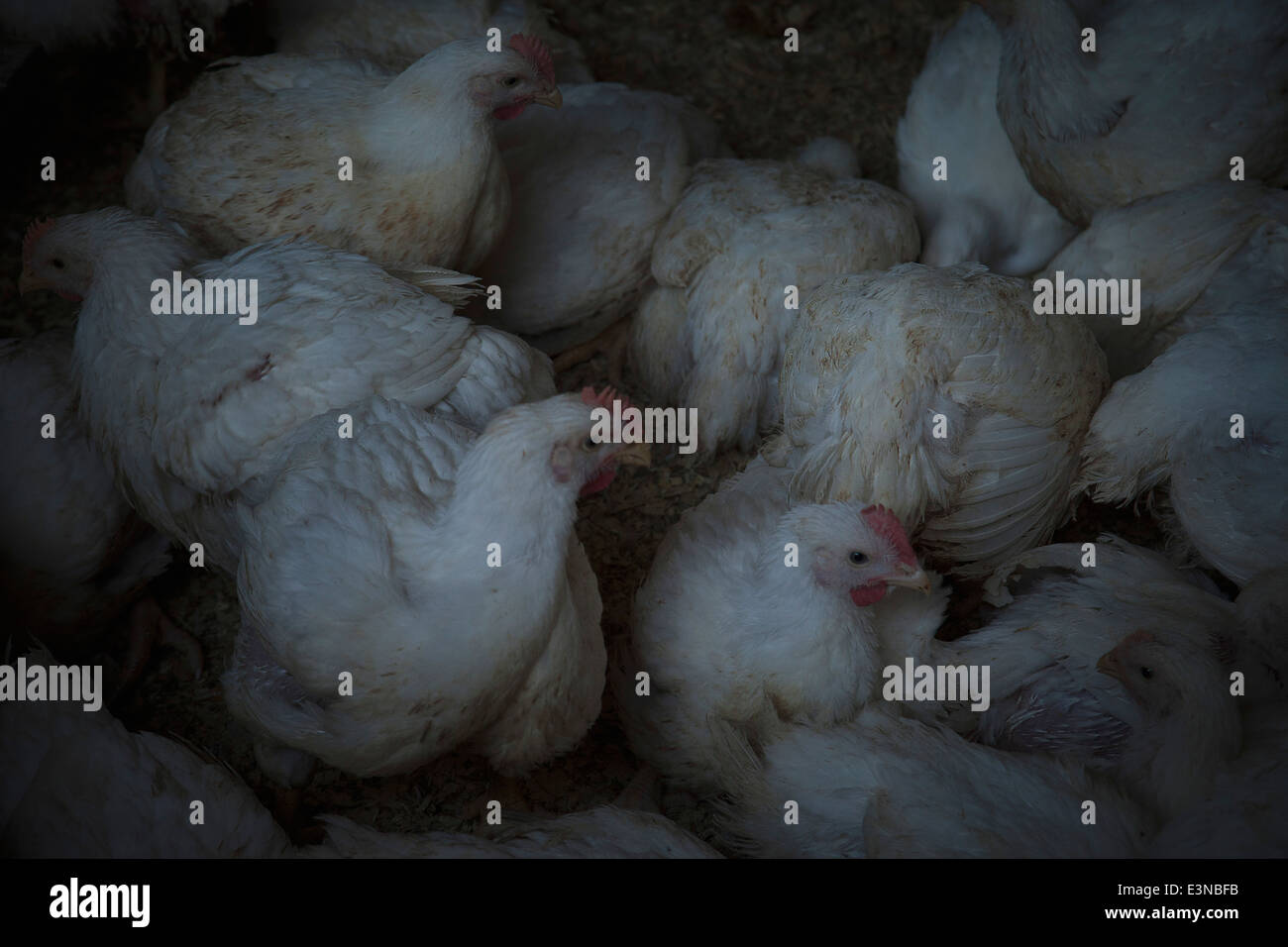 Group of domesticated chicken Stock Photo Alamy