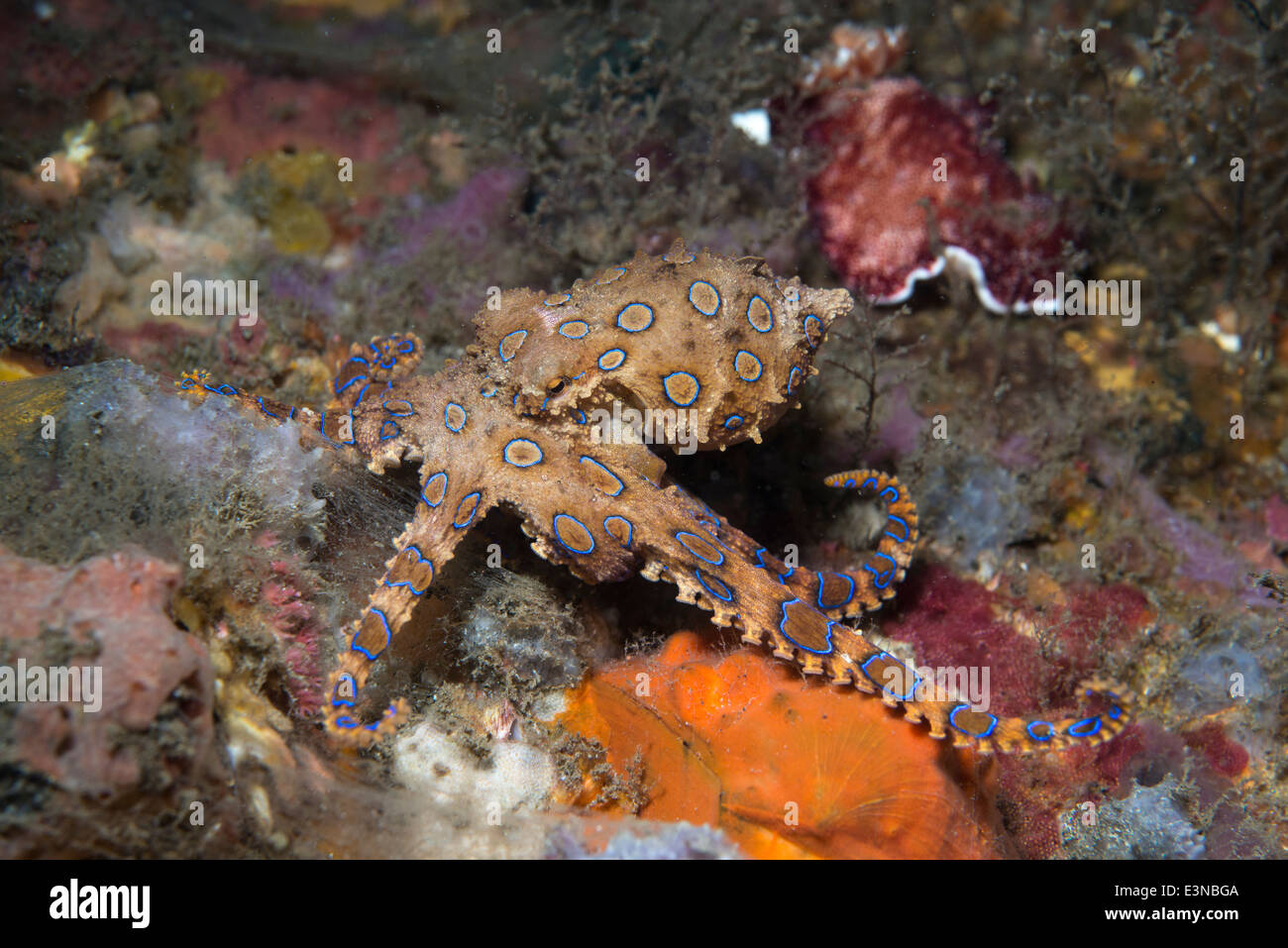 A very poisonous Blue Ring Octopus from Bali, Indonesia Stock Photo Alamy