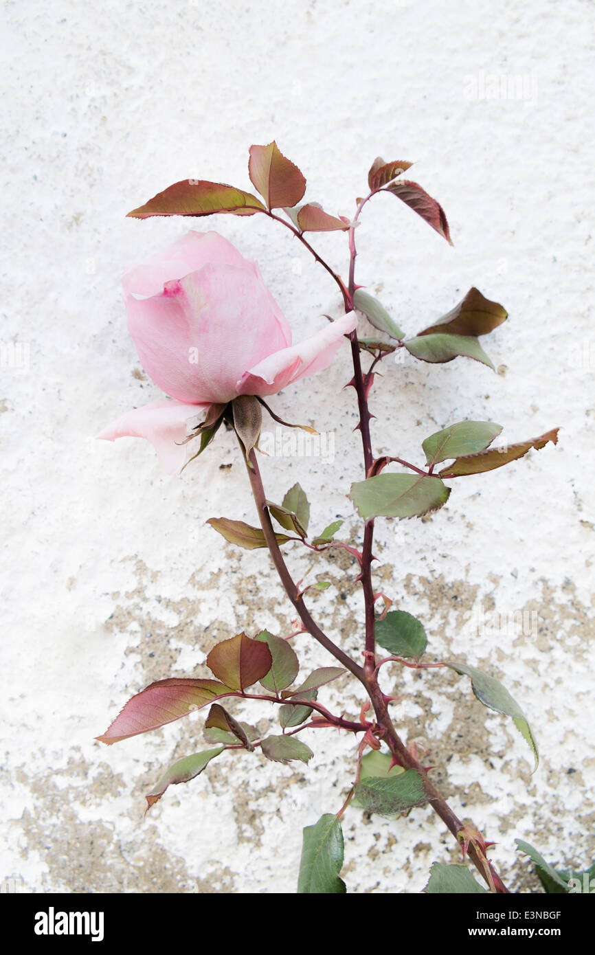 Pink rose growing against wall Stock Photo