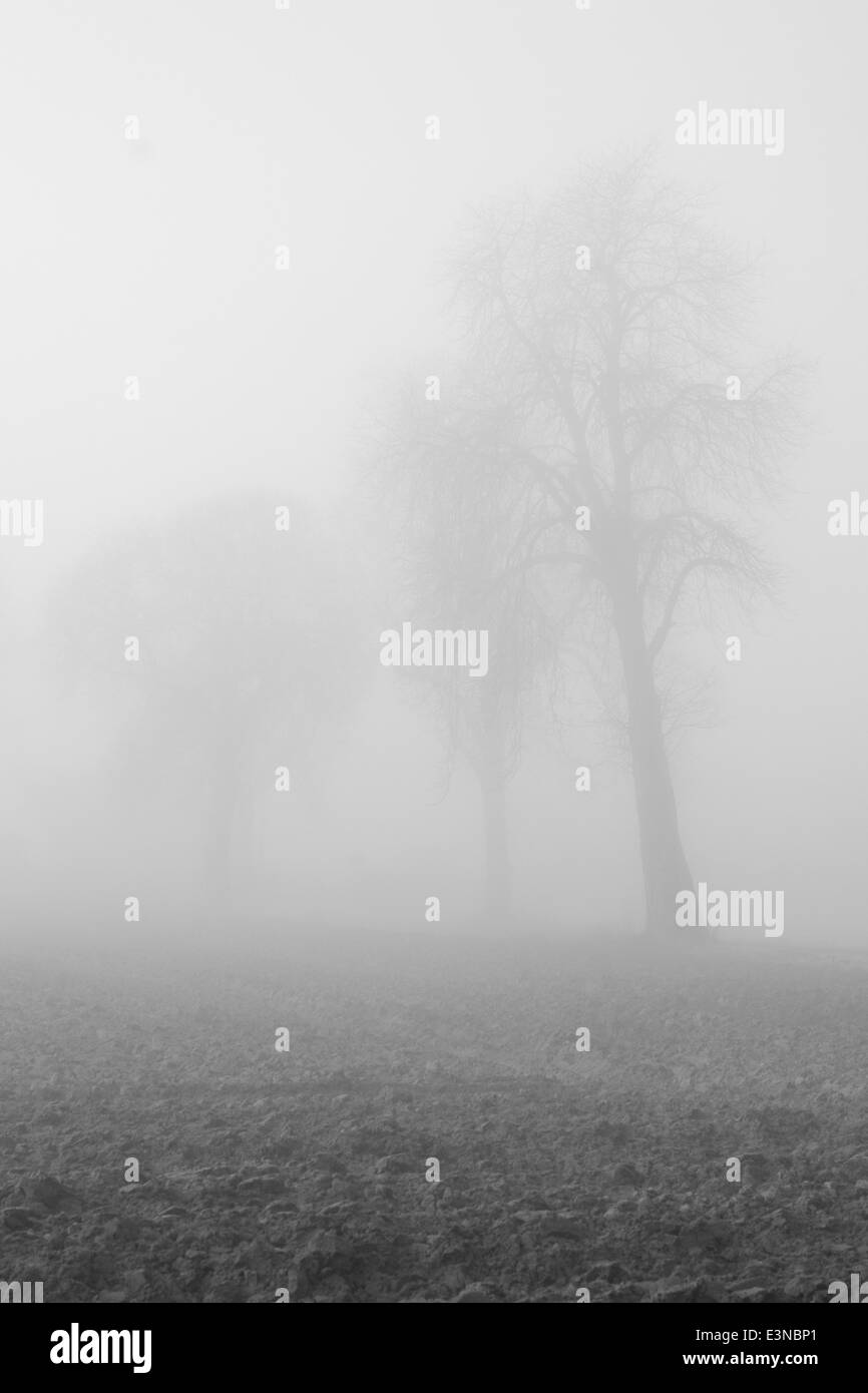 Trees in foggy weather Stock Photo - Alamy