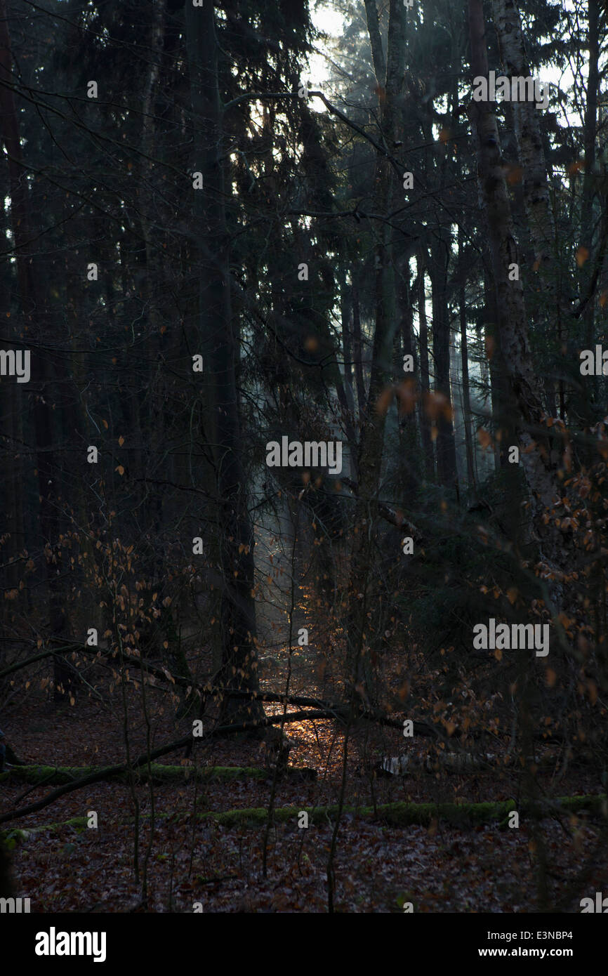 Tranquil scene of forest Stock Photo
