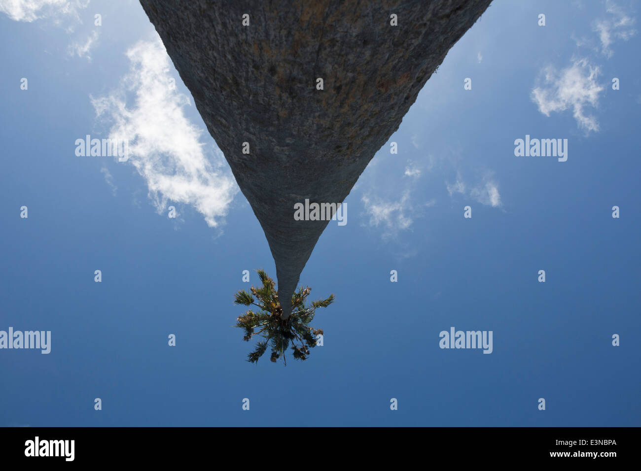 Low angle view of palm tree against blue sky Stock Photo - Alamy