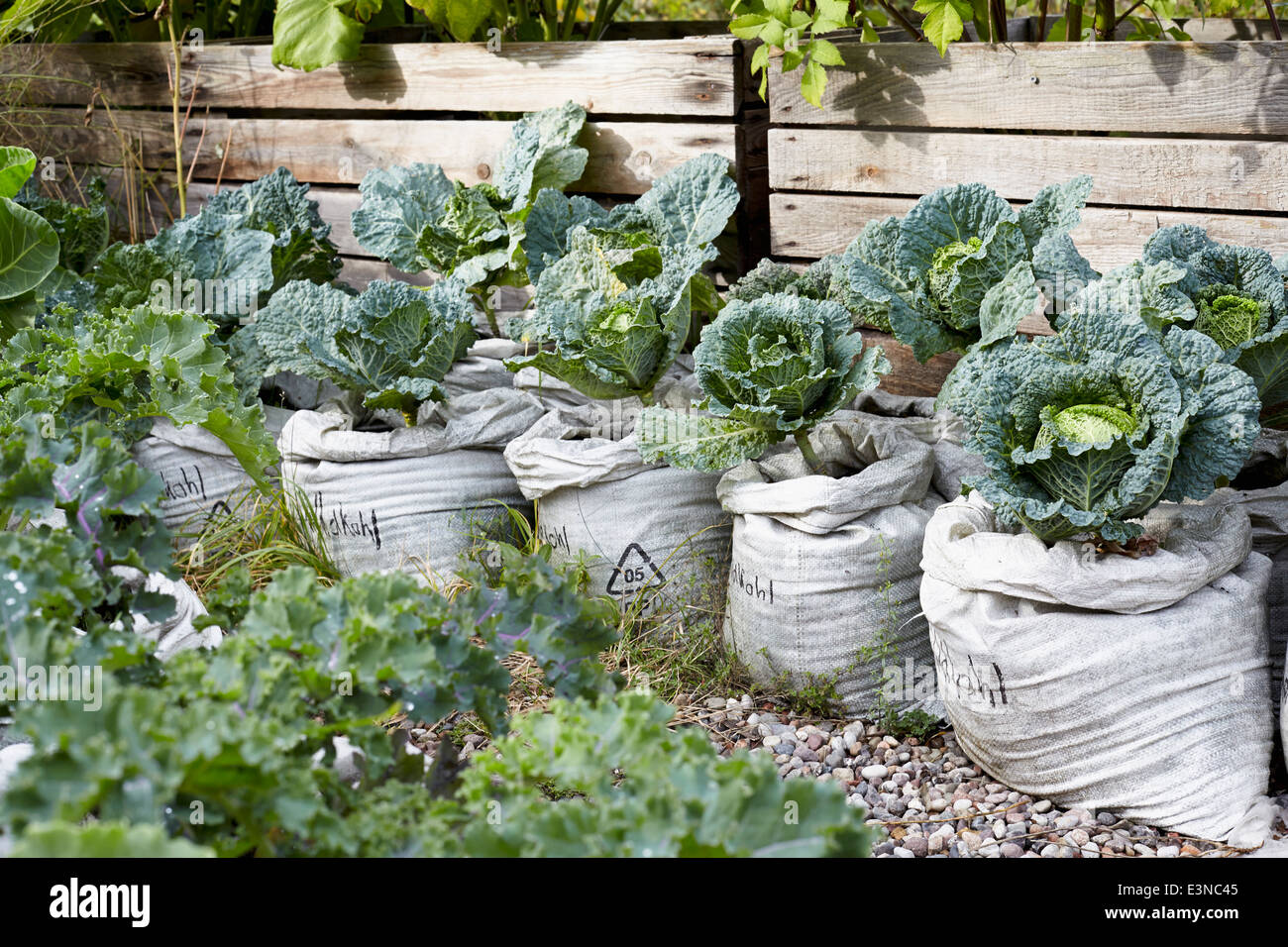 Cabbages growing in vegetable garden Stock Photo Alamy