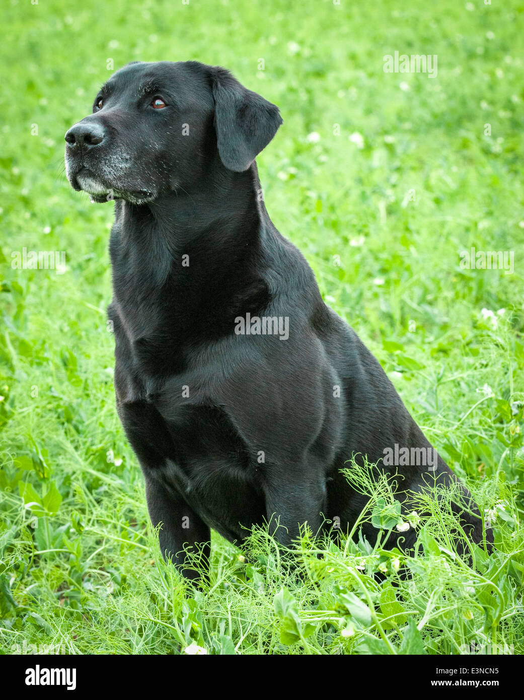 An old Black Labrador dog, going gray around his muzzle, sat in a field of peas Stock Photo