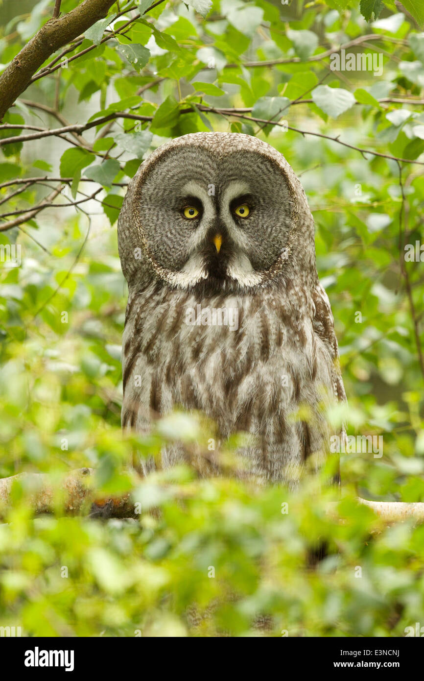 Captive Great Grey Owl at the Highland Wildlife Park #9338 Stock Photo