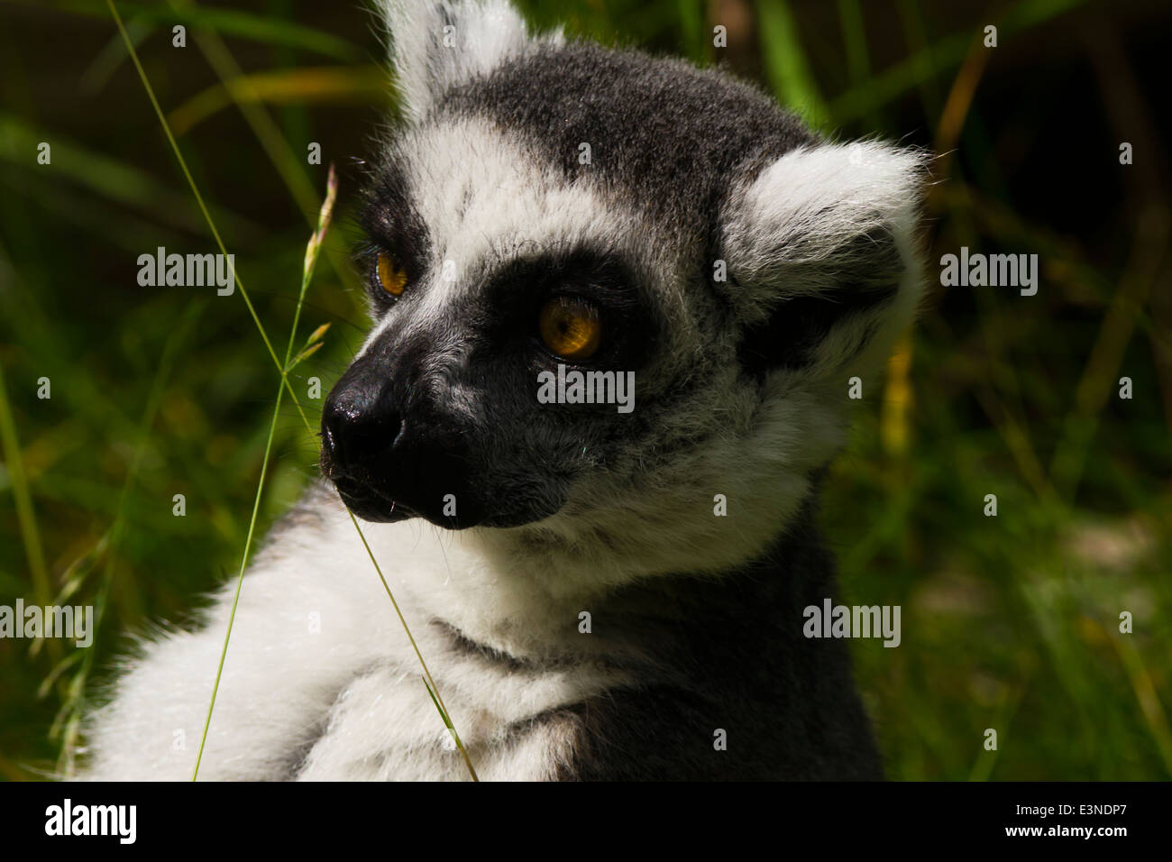Ringtailed Lemur Stock Photo
